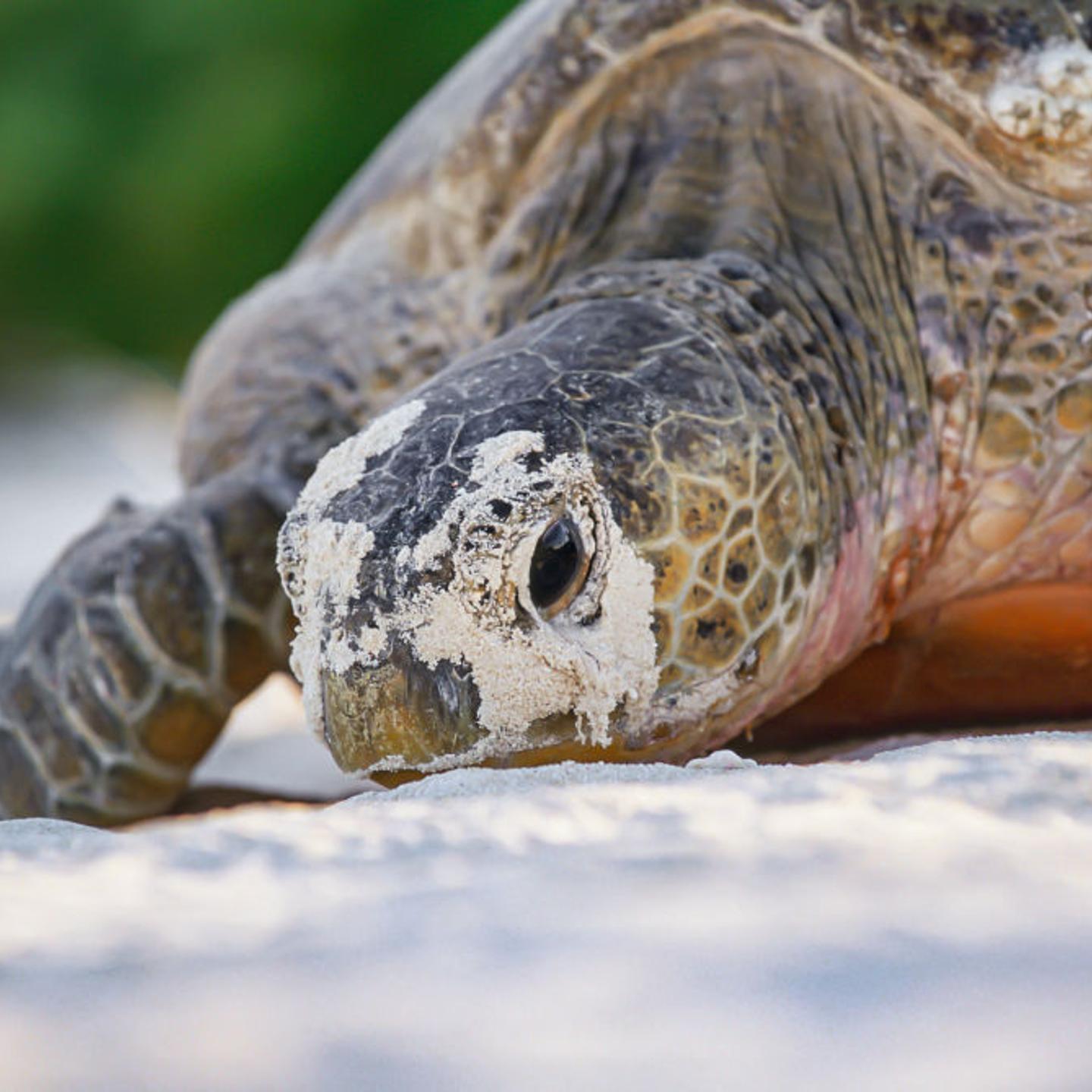 Green sea turtle laying