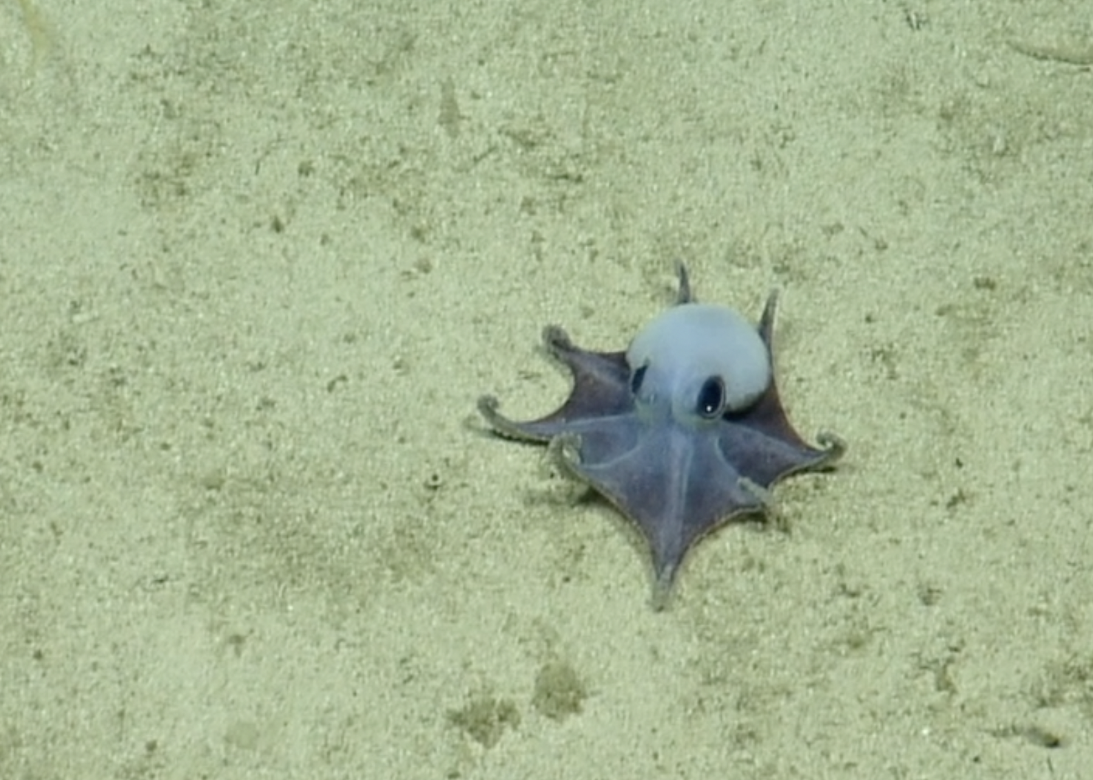 New Species of Tiny Blue Octopus Discovered in the Gal&aacute;pagos