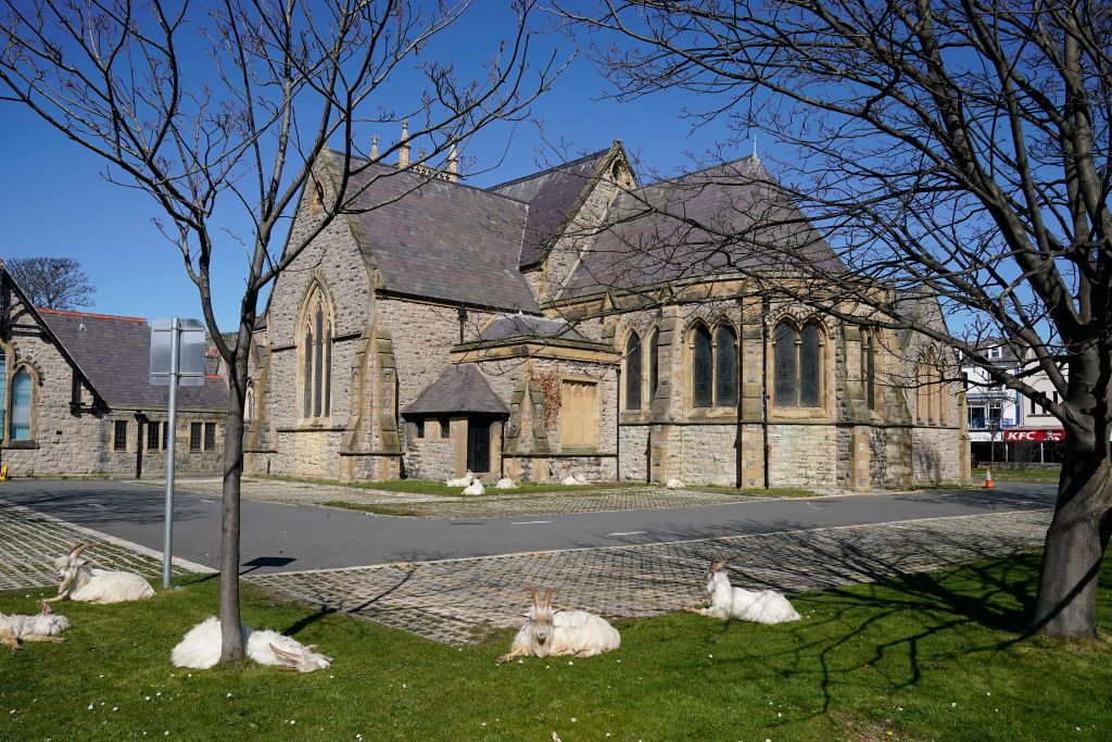 Goats take advantage of no tourists during coroanvirus