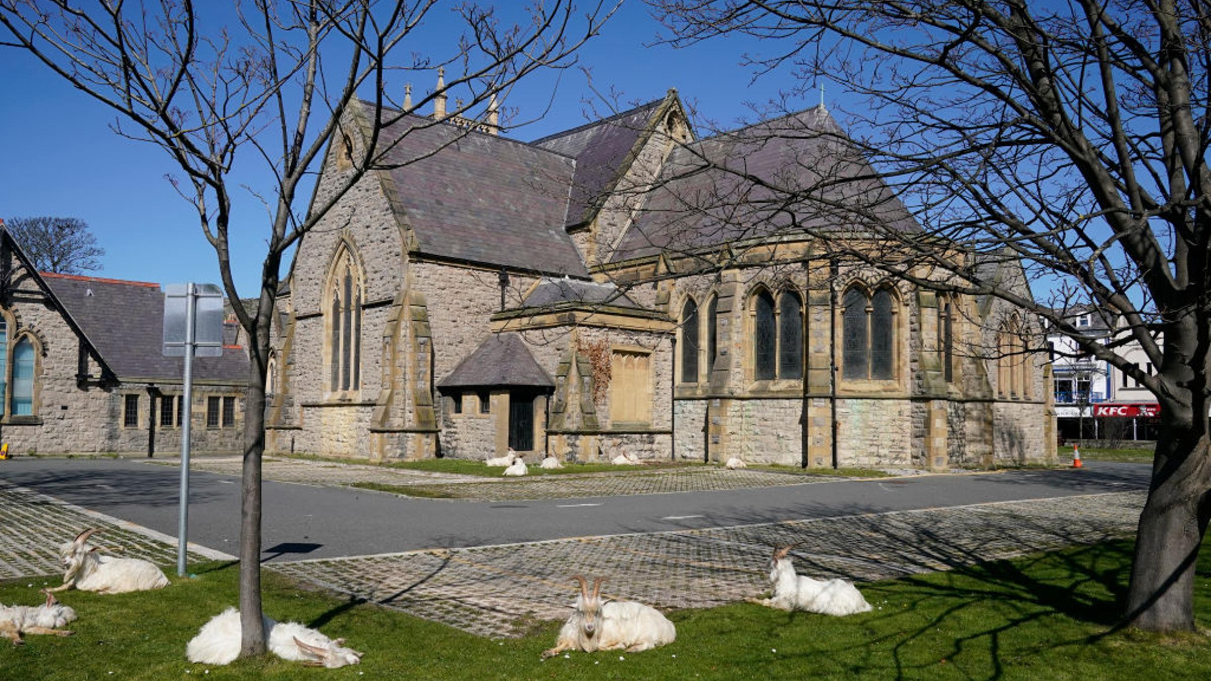 Goats take advantage of no tourists during coroanvirus