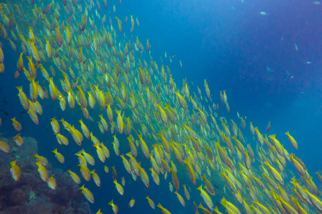 THAILAND-MARINE-NATURE