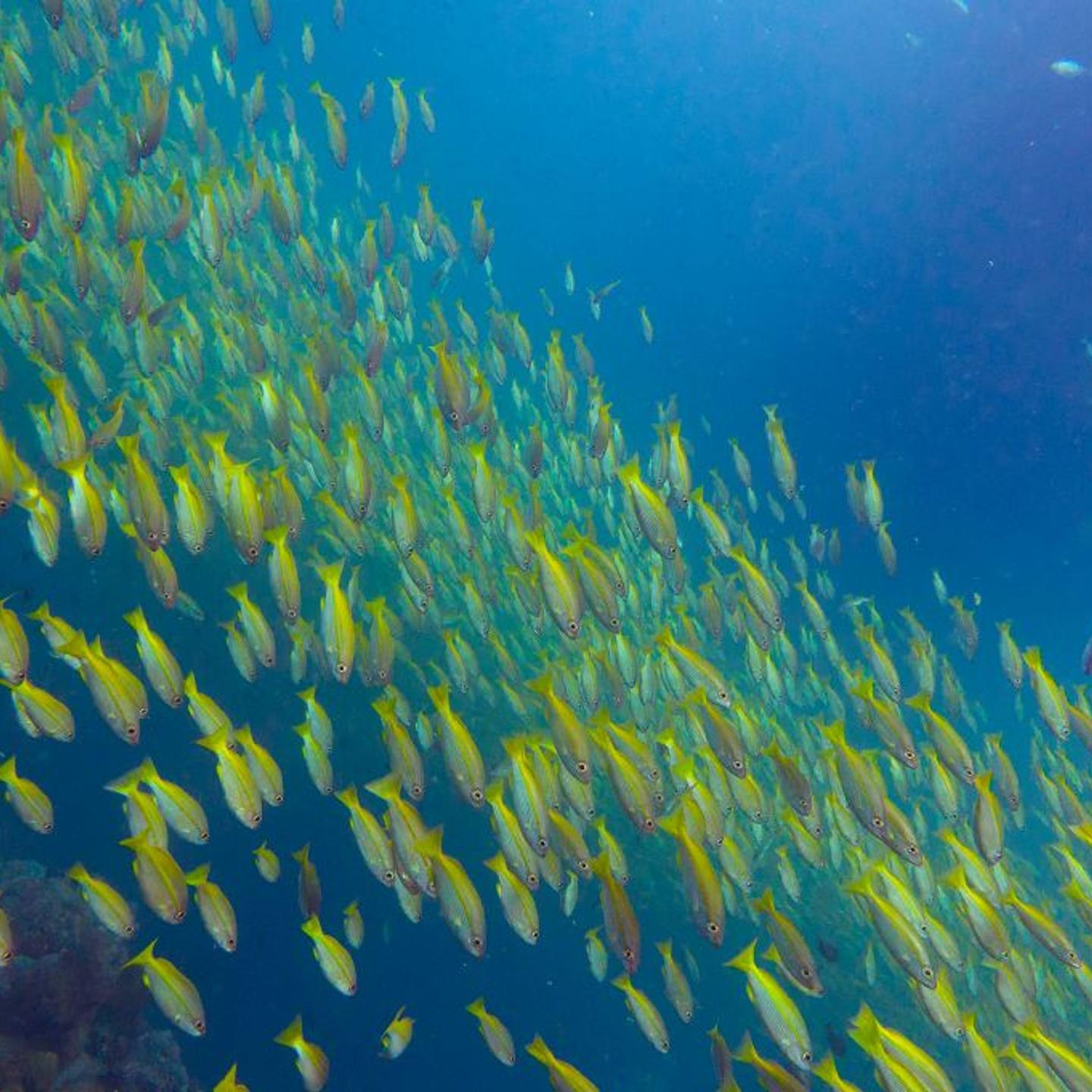 THAILAND-MARINE-NATURE