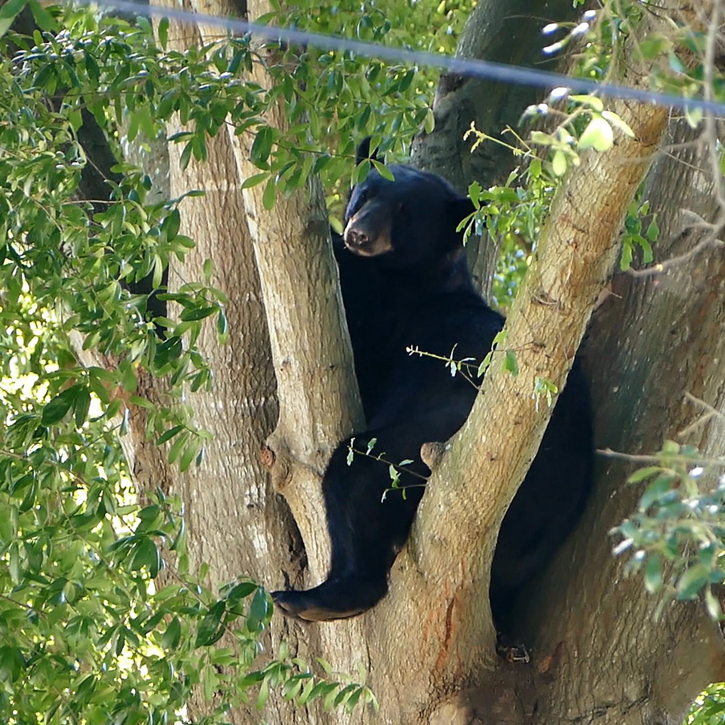 Bear-on-the-Loose