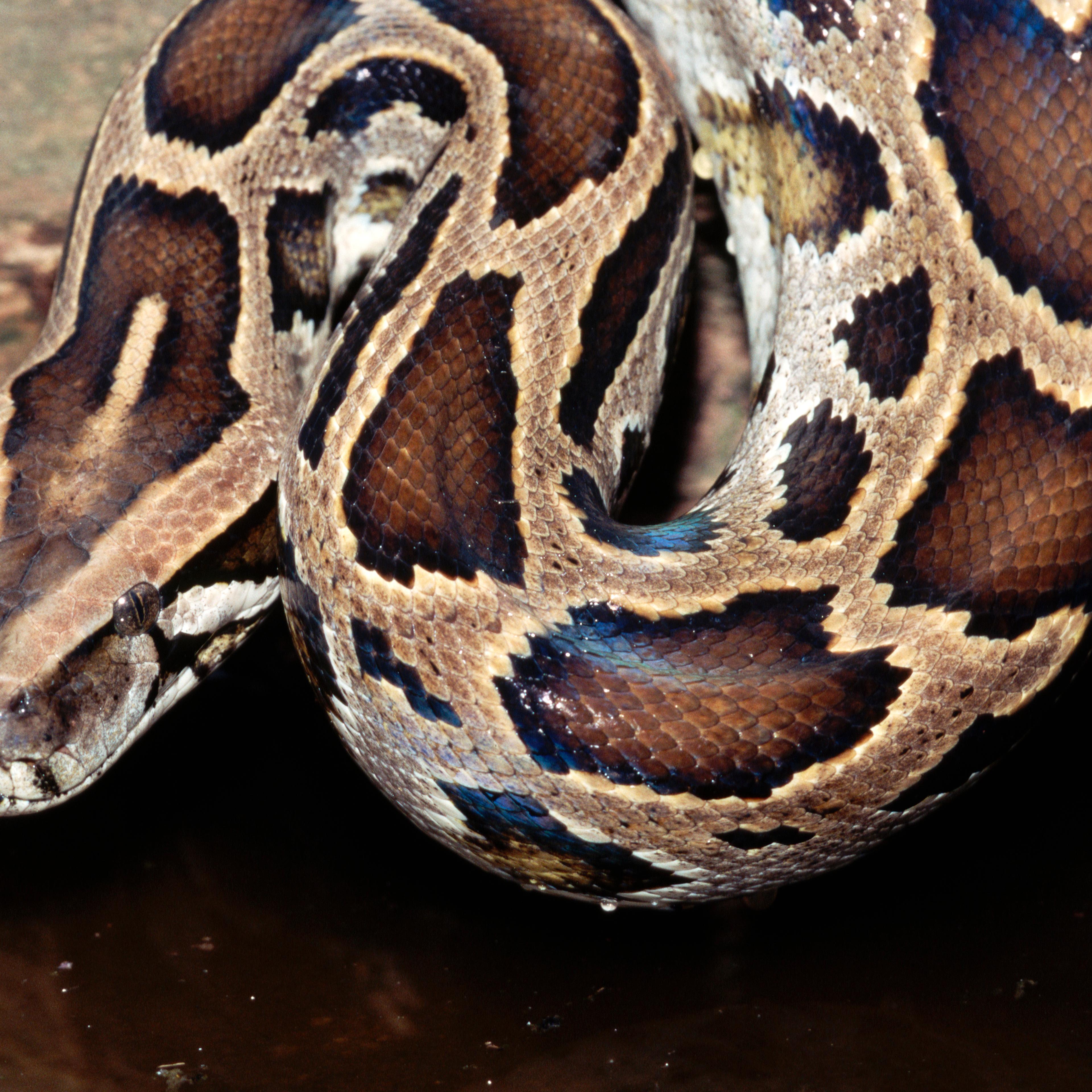 Head of a Burmese Python