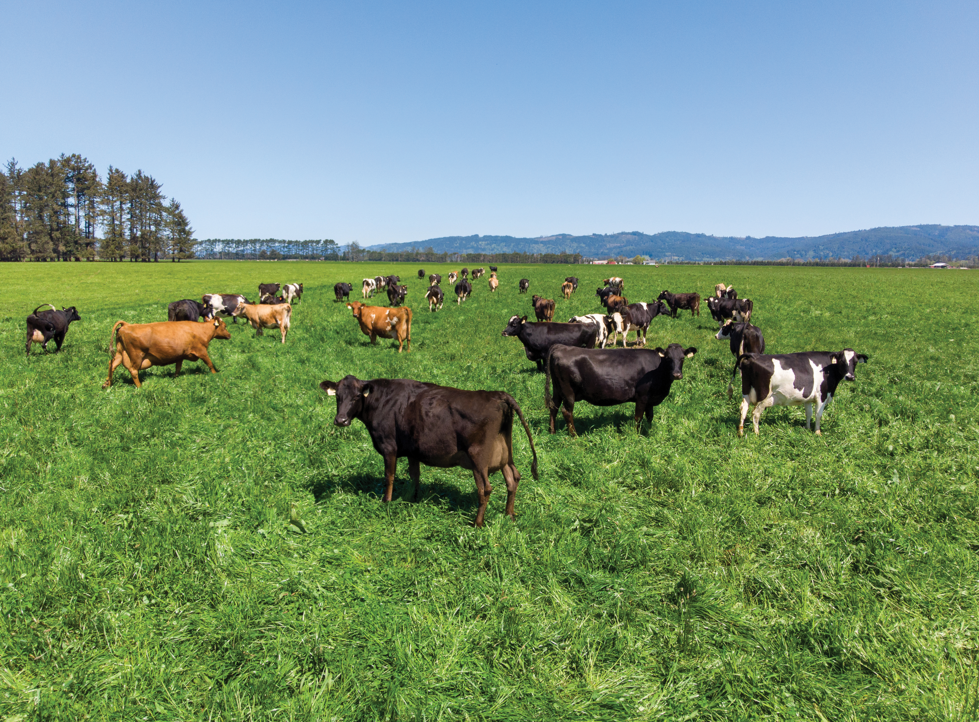 Cows grazing at Alexandre Family Farms.