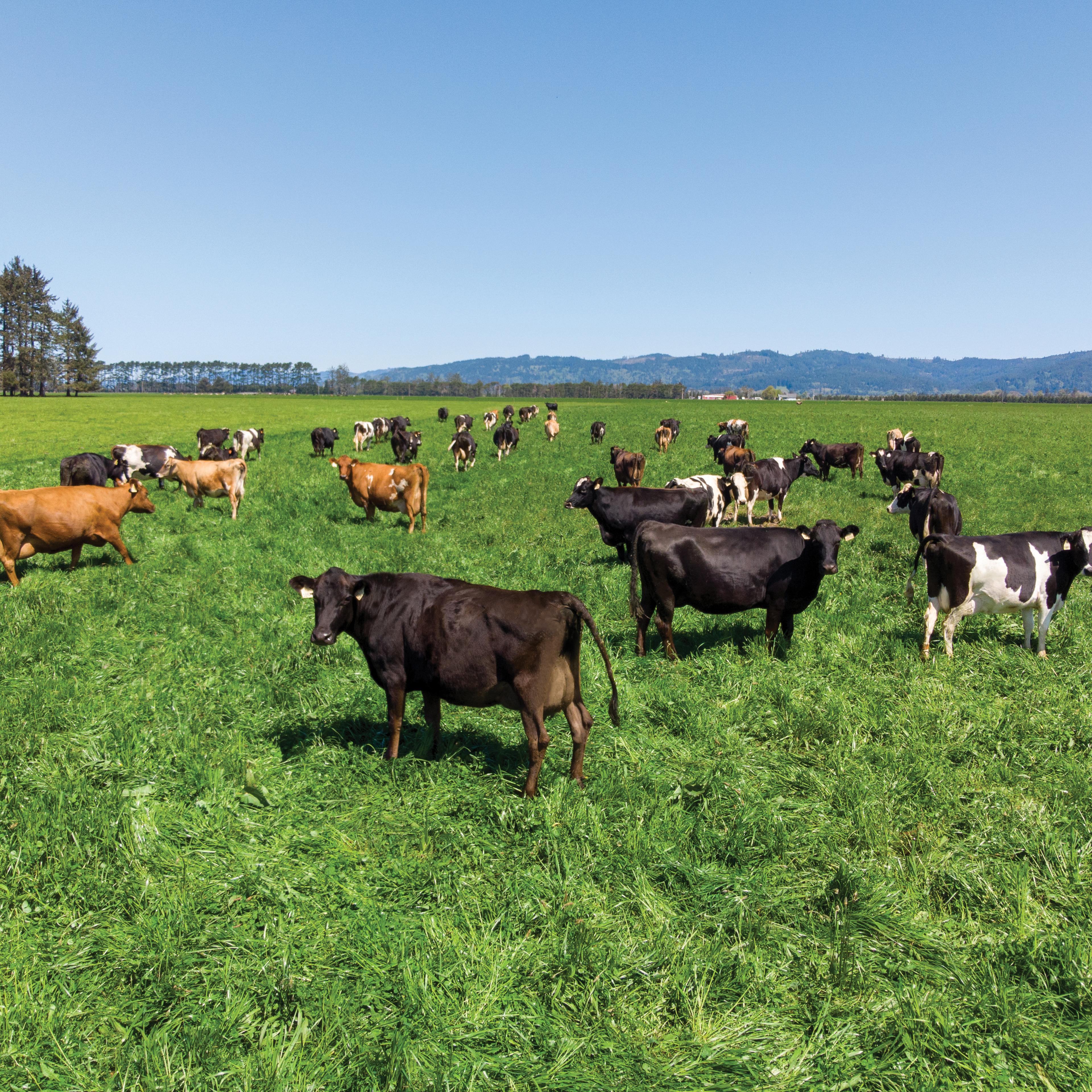 Cows grazing at Alexandre Family Farms.