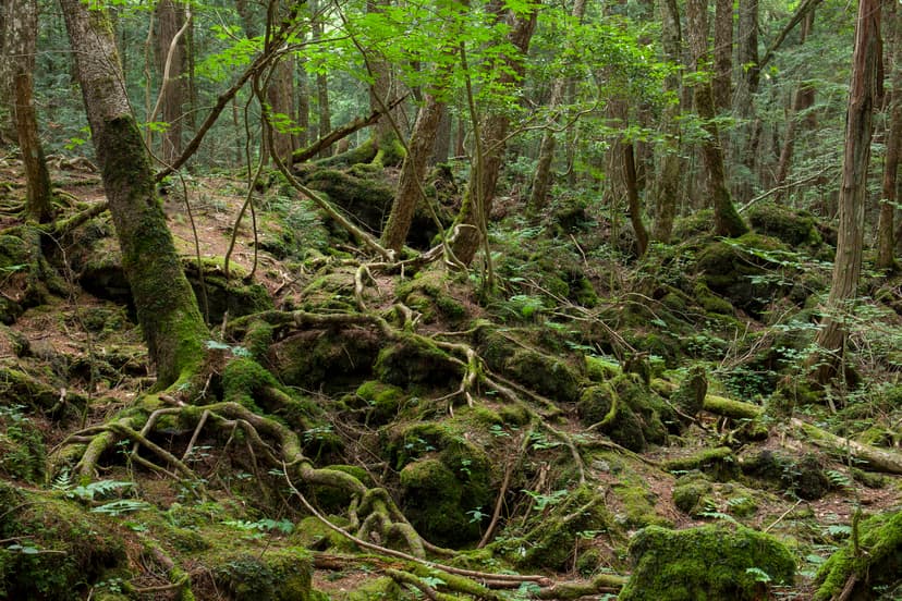 Inside Japan's 'Suicide Forest' Where Logan Paul Filmed