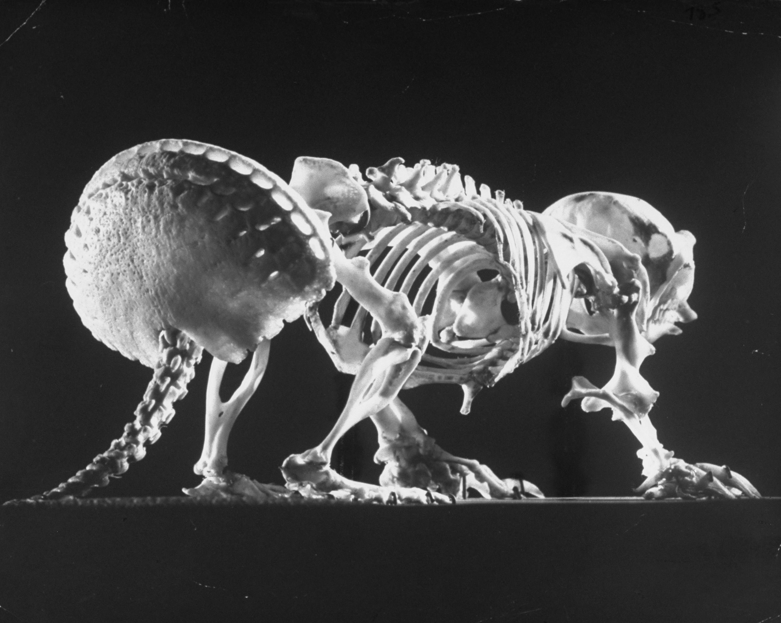 Lovely Bones: Photographs of Animal, Fish and Bird Skeletons