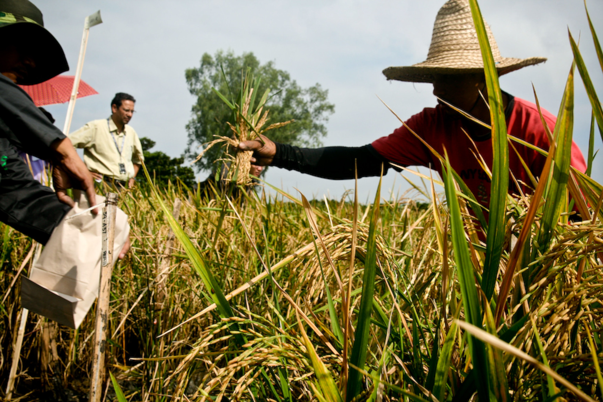 Golden rice harvest