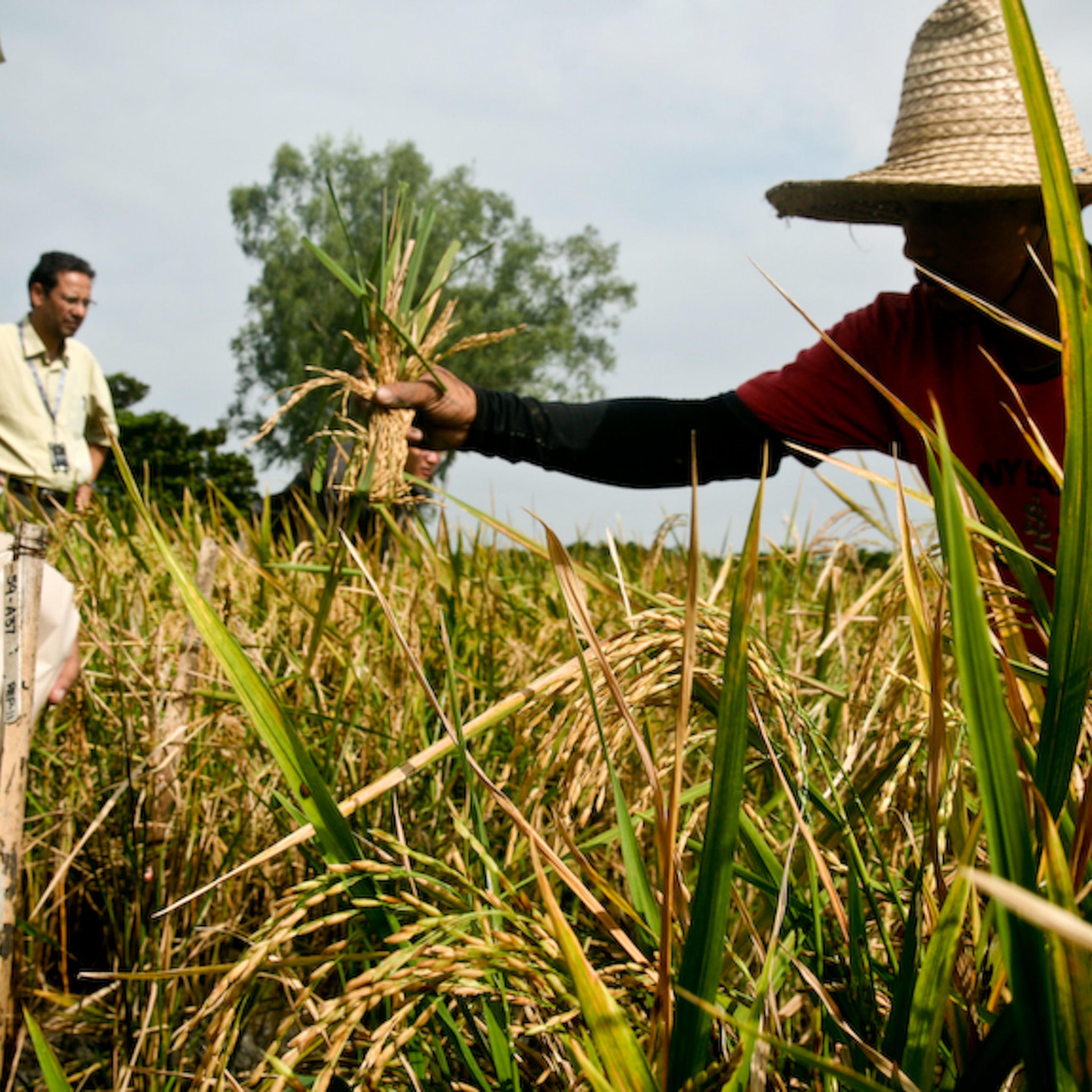 Golden rice harvest
