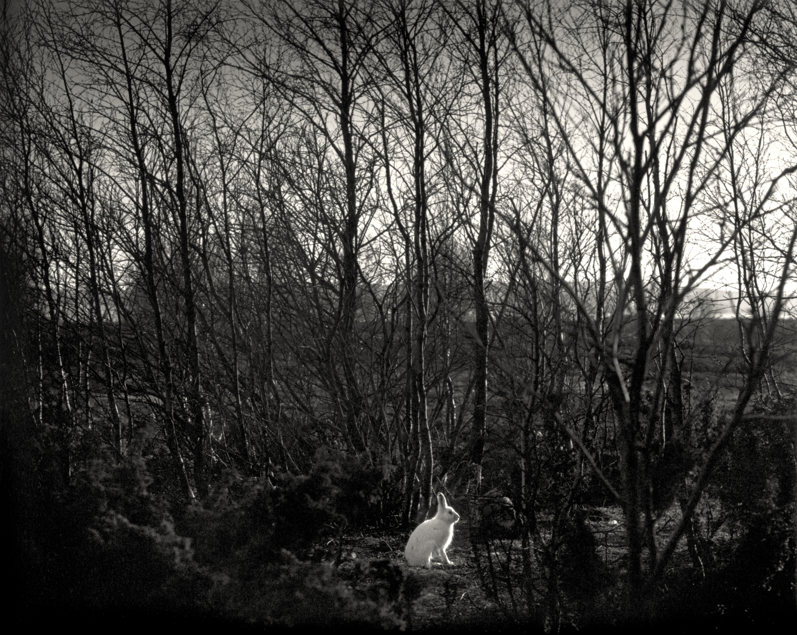 Here Far Away: The Visual Fables of Pentti Sammallahti