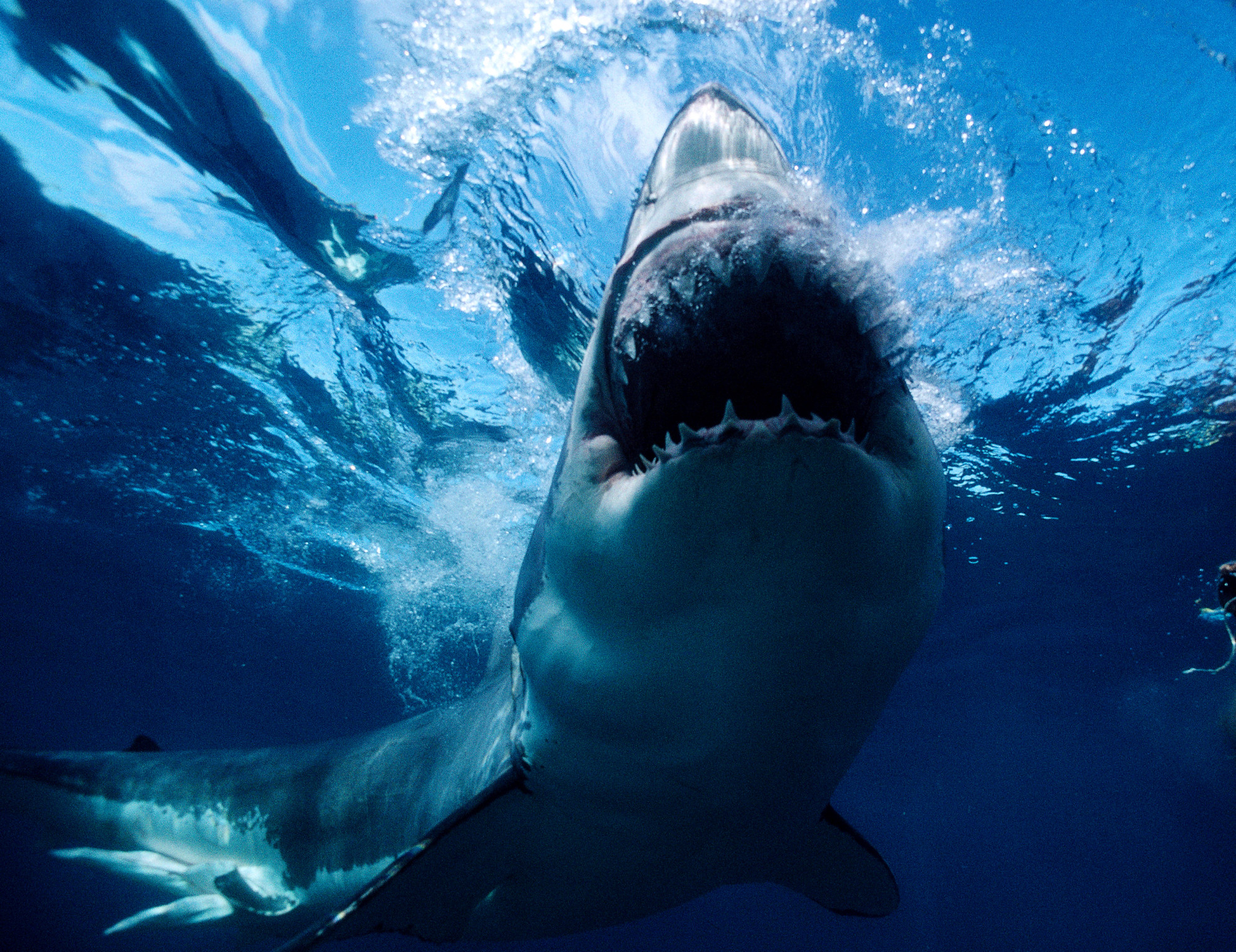 Shark Attack Survival Tips: What to Do If Bitten by Shark