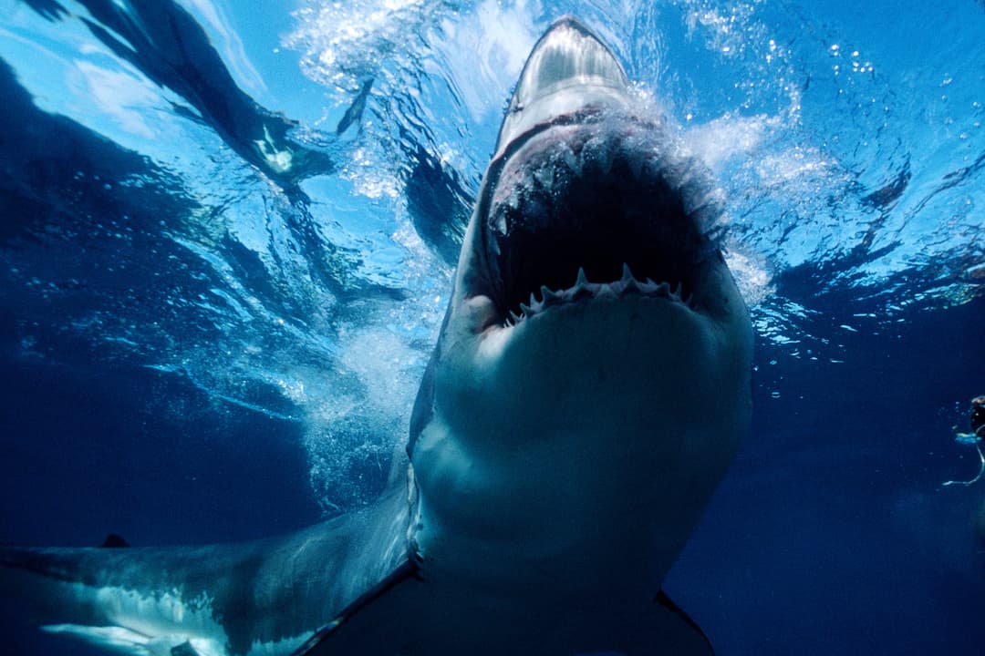 Shark Attack Survival Tips: What to Do If Bitten by Shark