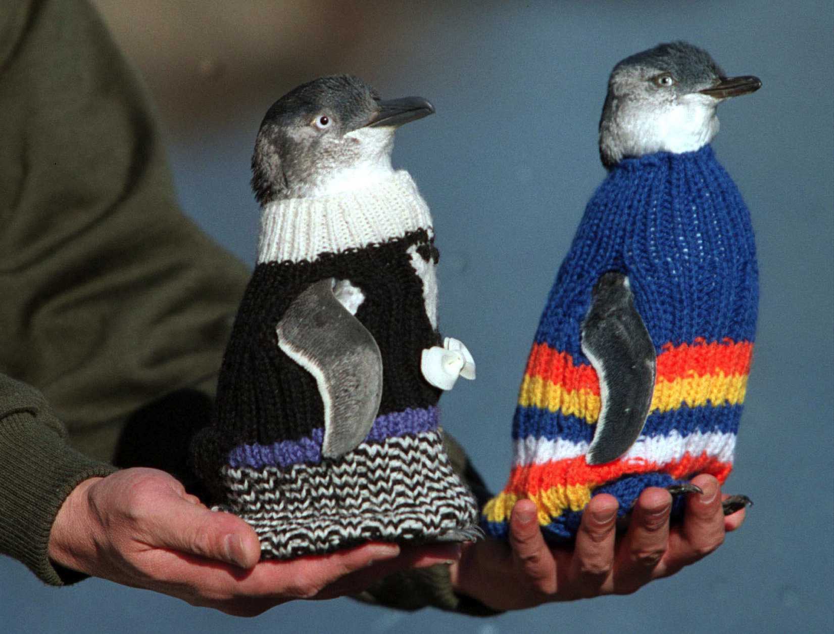 Penguins Need Sweaters