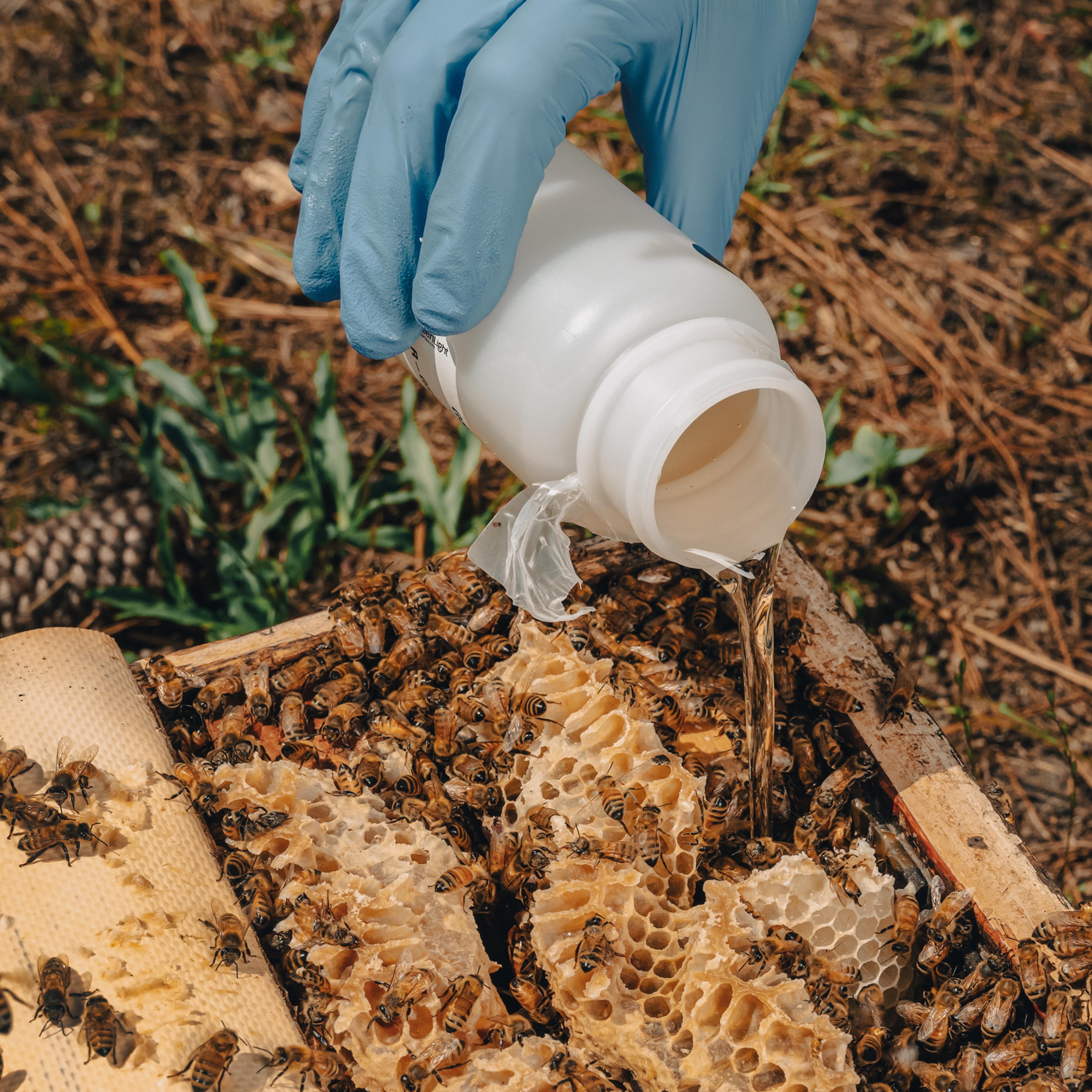 Pouring GreenLight treatment in a bee hive.