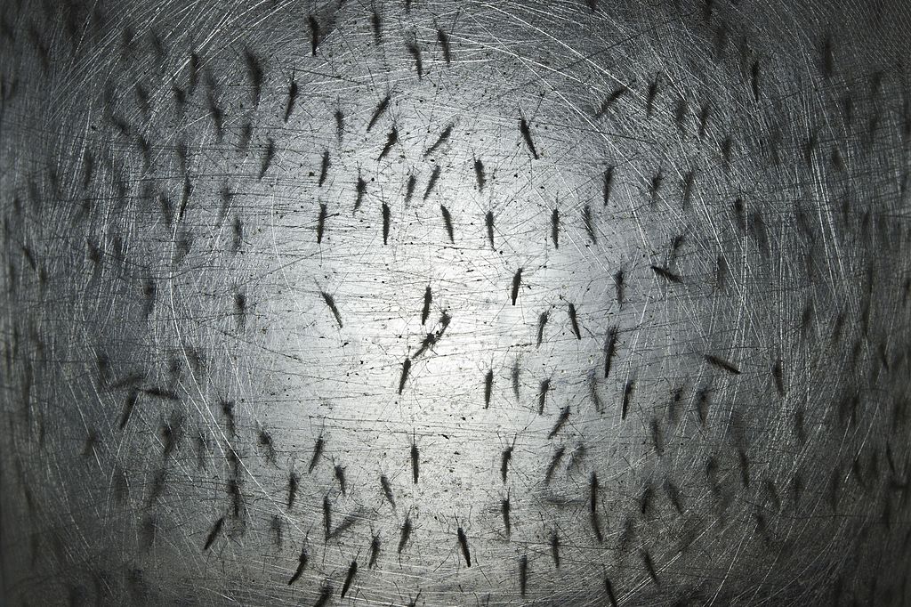 Oxitech Mosquitoes