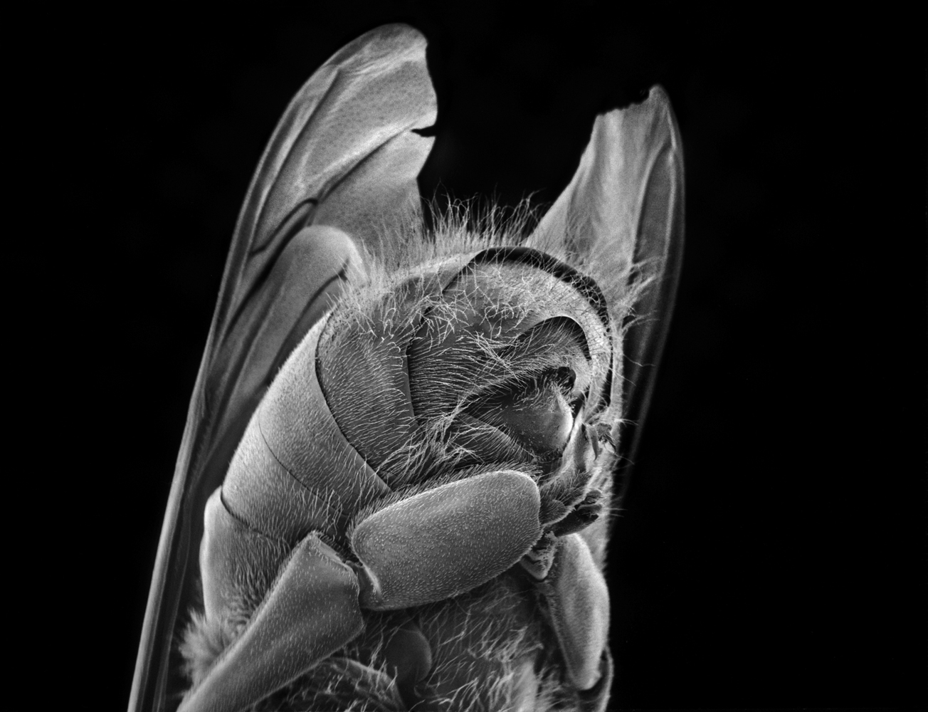 The Bee, Magnified: Microscopic Photography by Rose-Lynn Fisher