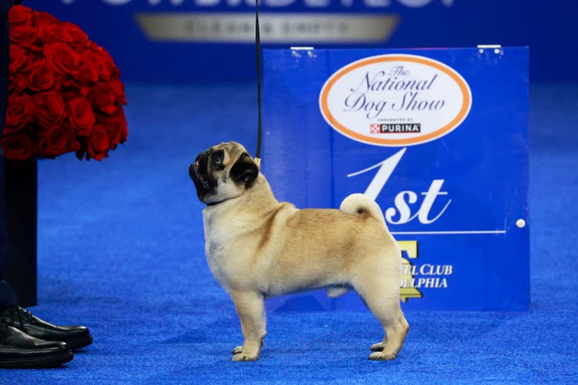 Meet Vito the Pug, Winner of the 2024 National Dog Show