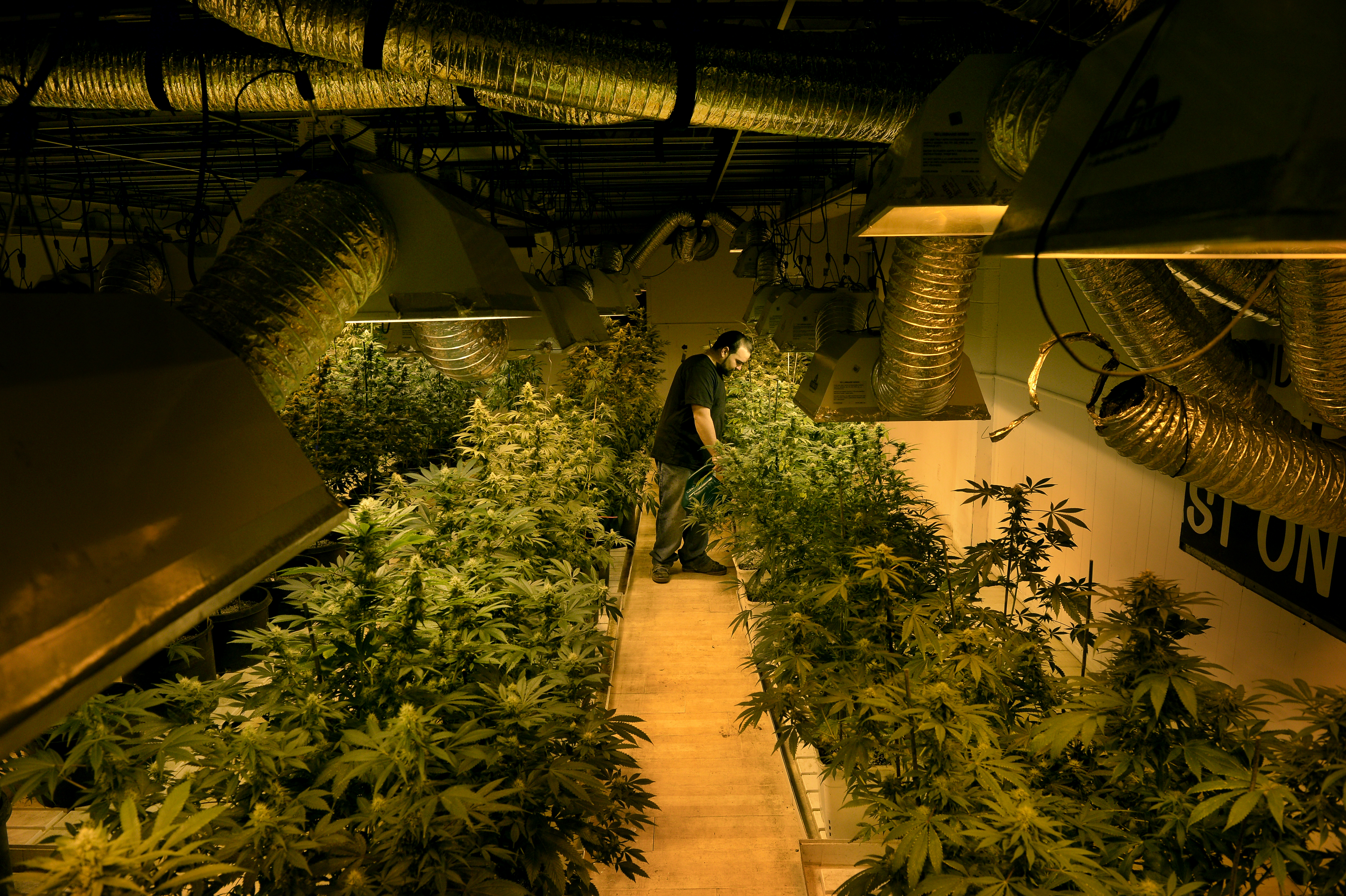 Pot Marijuana Bank Colorado