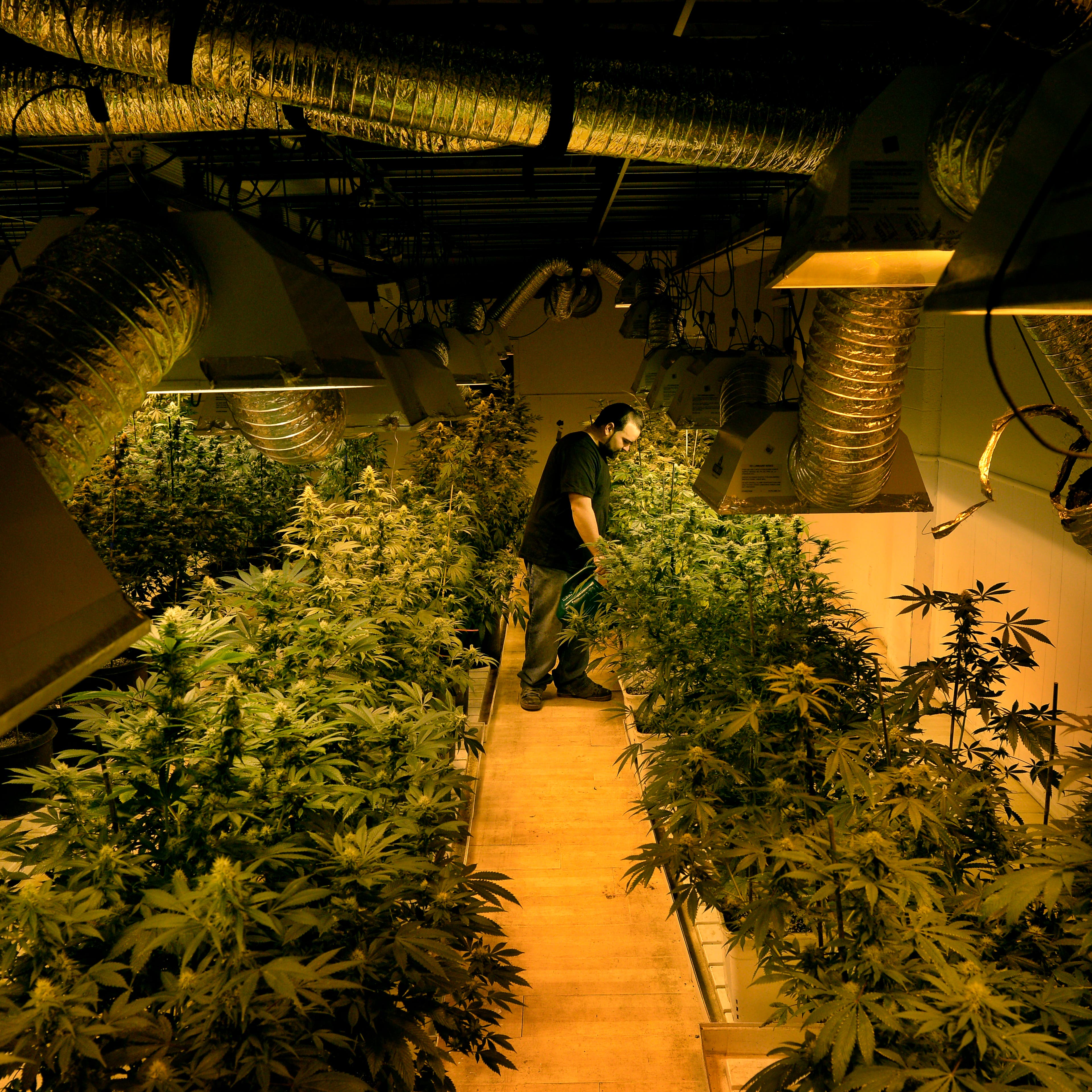 Pot Marijuana Bank Colorado