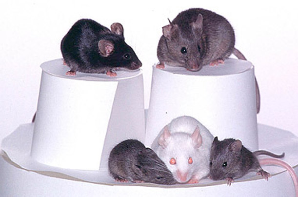 Ten Years of Cloning - Photo Essays - TIME
