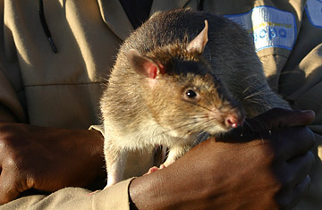 The Landmine-Sniffing Rats of Mozambique