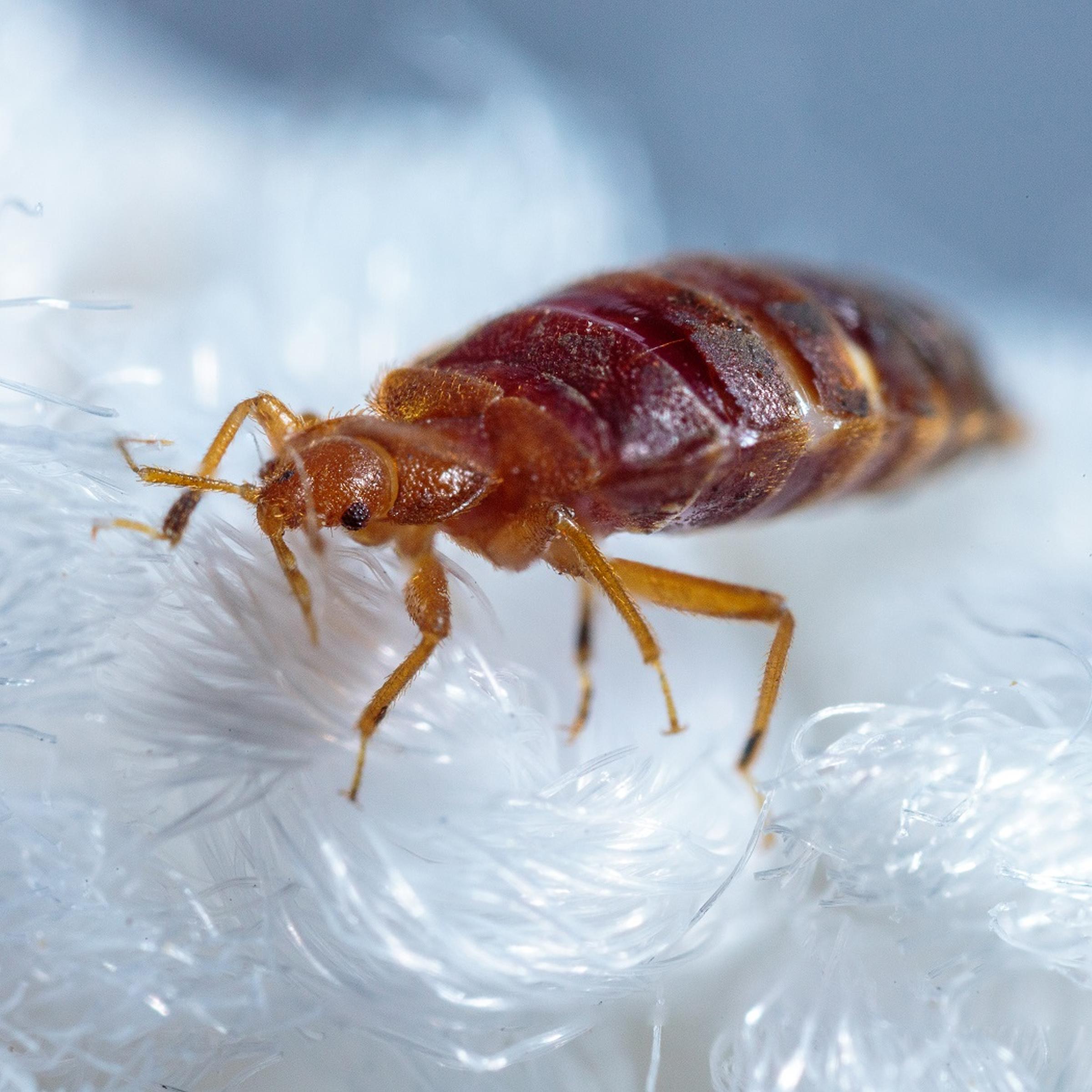 Bed Bugs, Entomology
Bed bugs explore different materials in the lab.