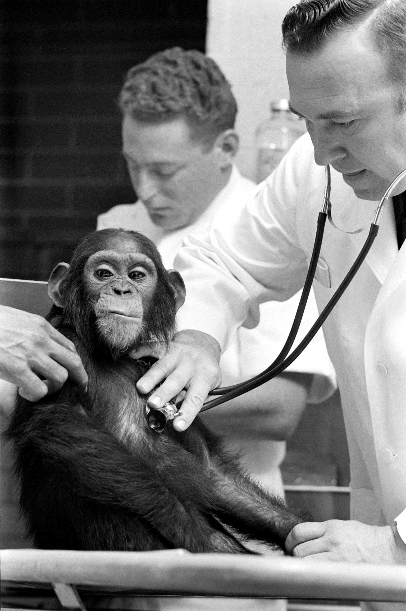 Astrochimps: Photos of Ham, the First Chimpanzee in Space, and Others