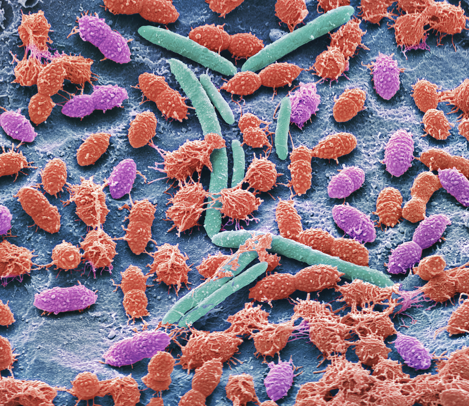 Faecal bacteria, sem