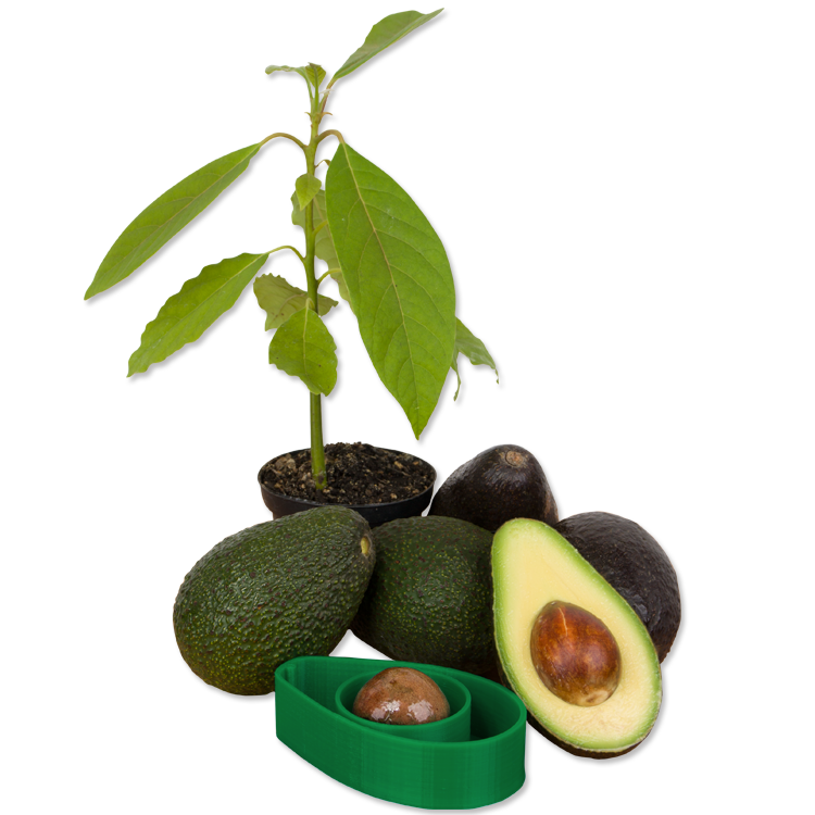 The Simple Way to Grow Avocados at Home