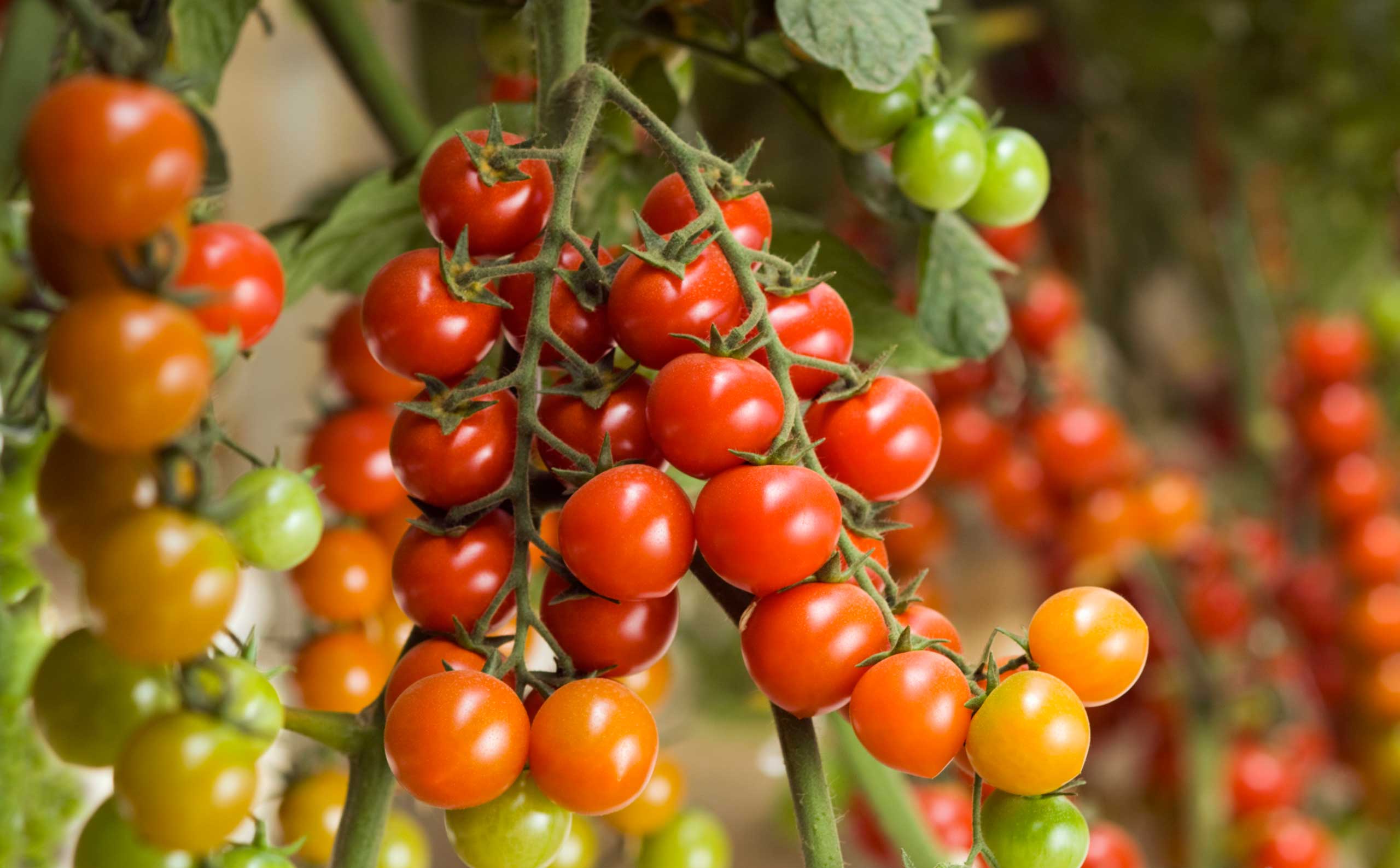 10 Foods You Can Grow On Your Own