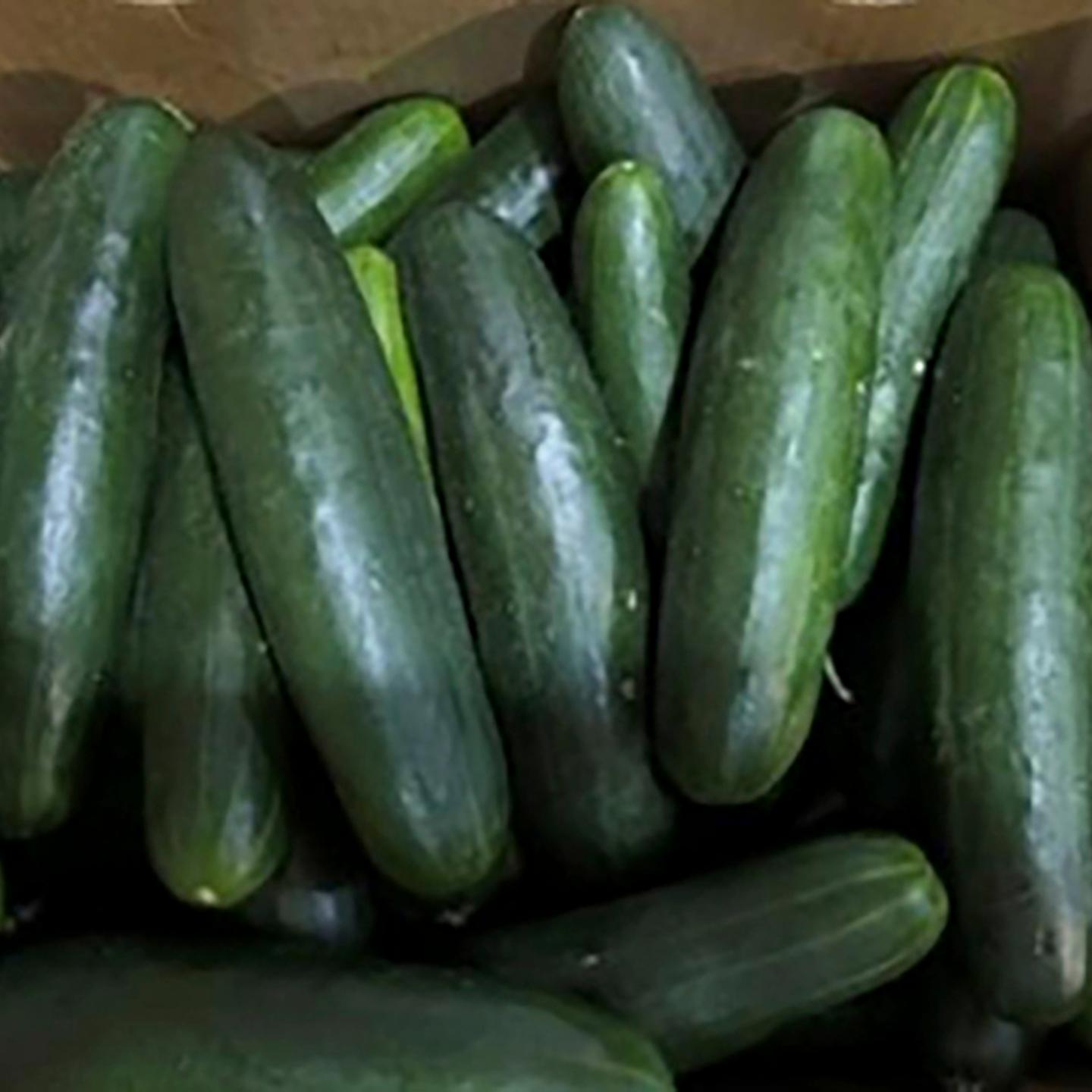 Salmonella Cucumbers
