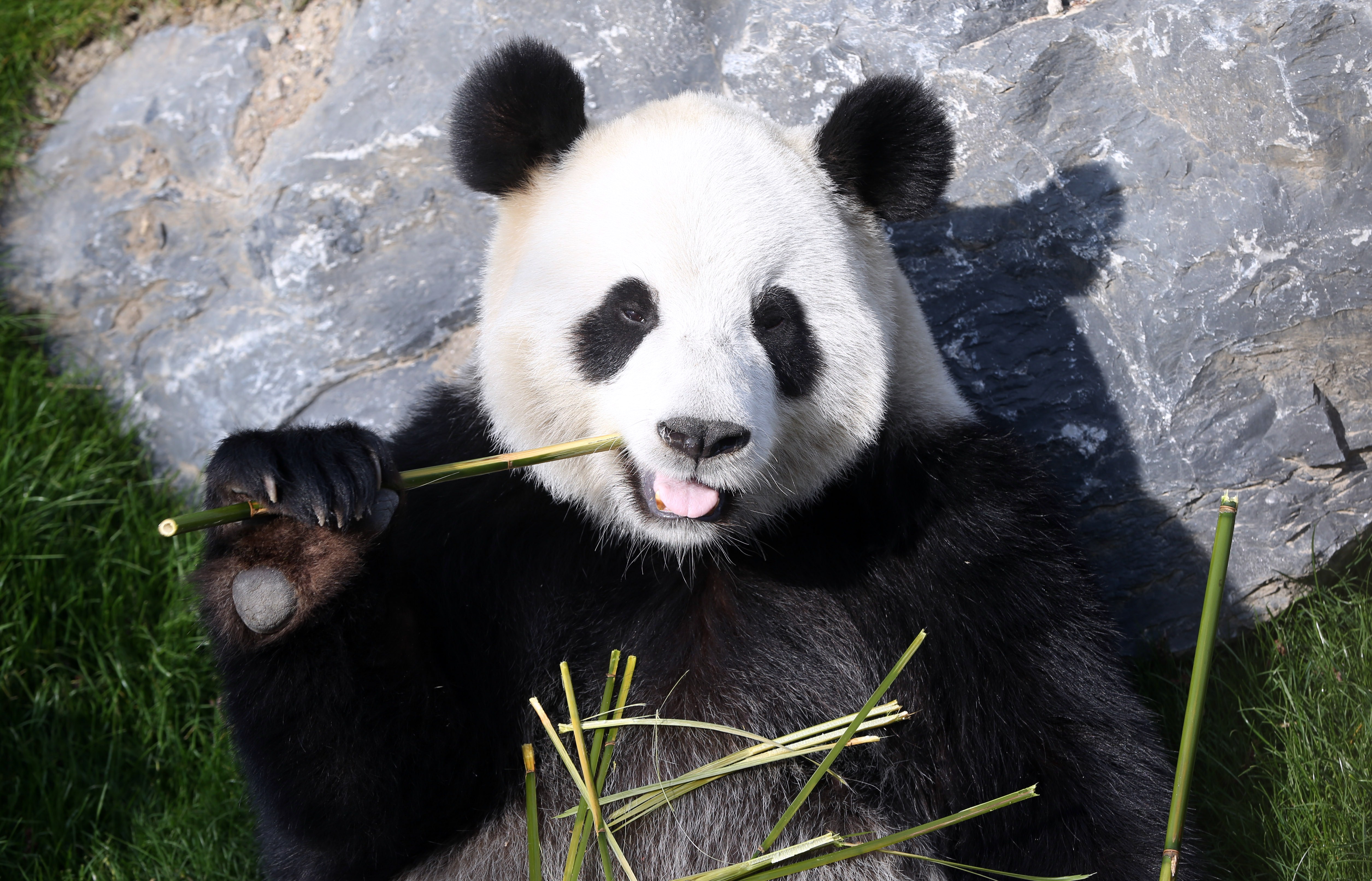 Panda Poop Suggests They Shouldn't Eat Their Favorite Food of Bamboo