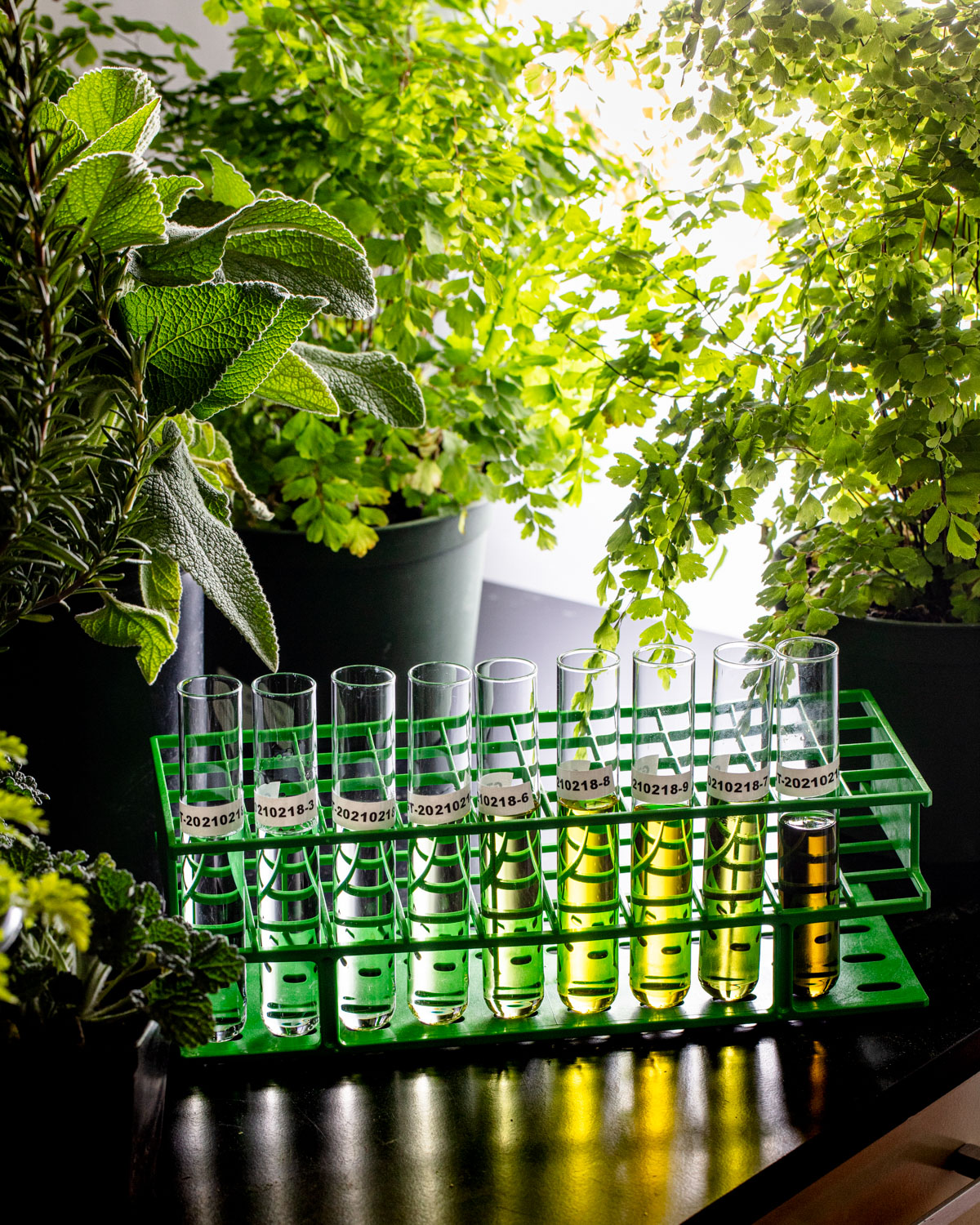 Brightseed forager best inventions