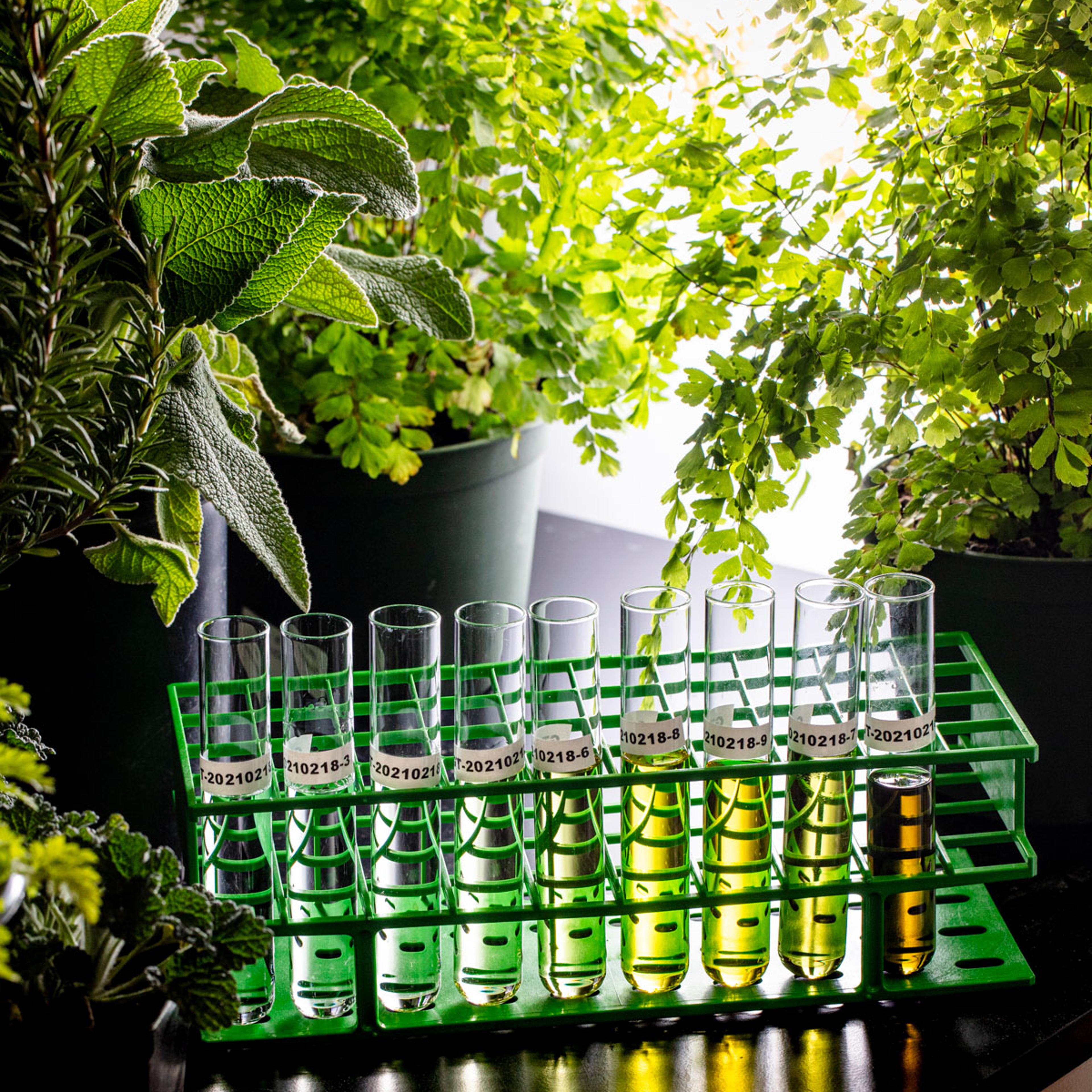 Brightseed forager best inventions