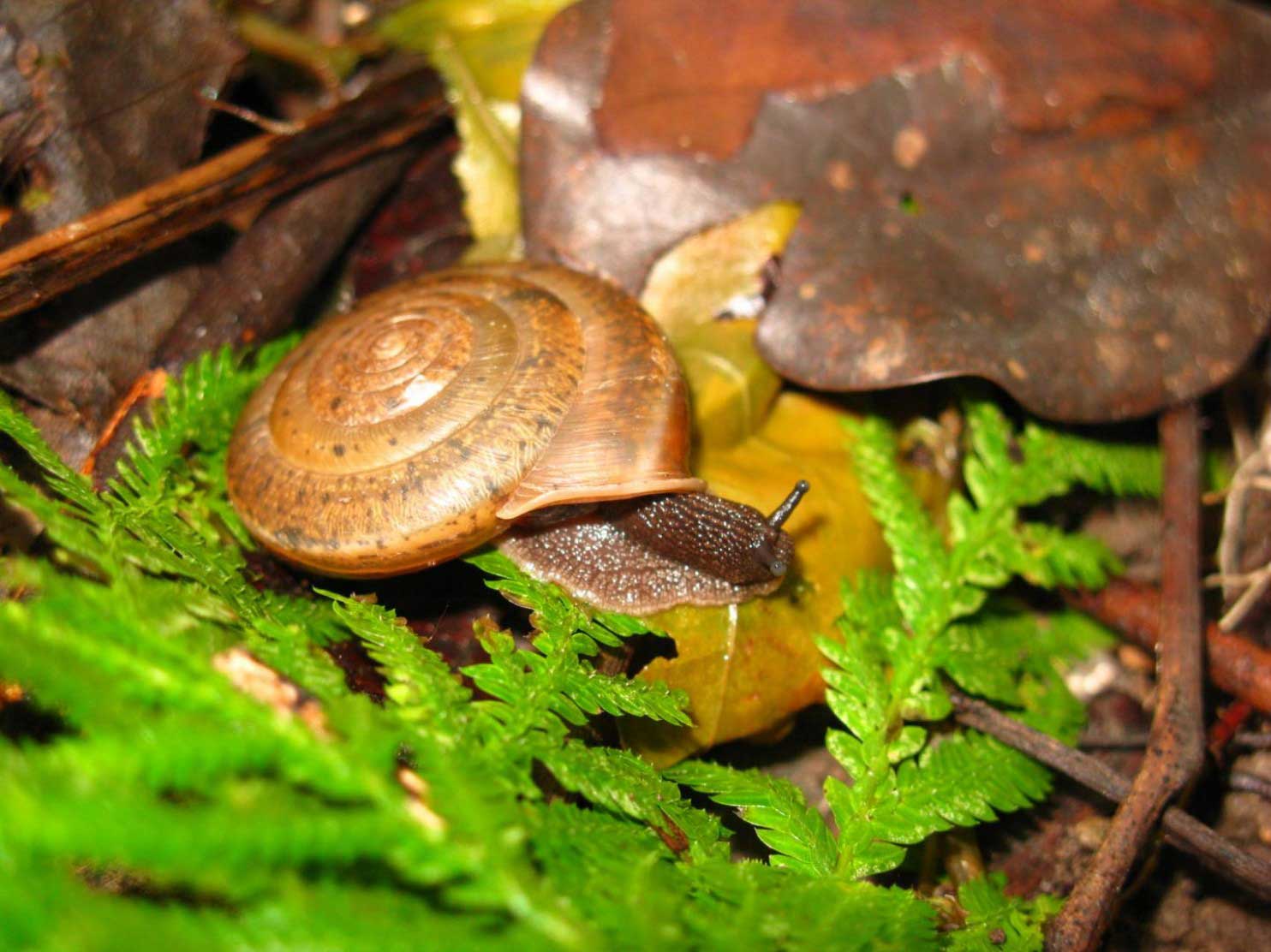 Hermaphrodite Snail, With Name That Supports Same-sex Marriage: A.  diversifamilia