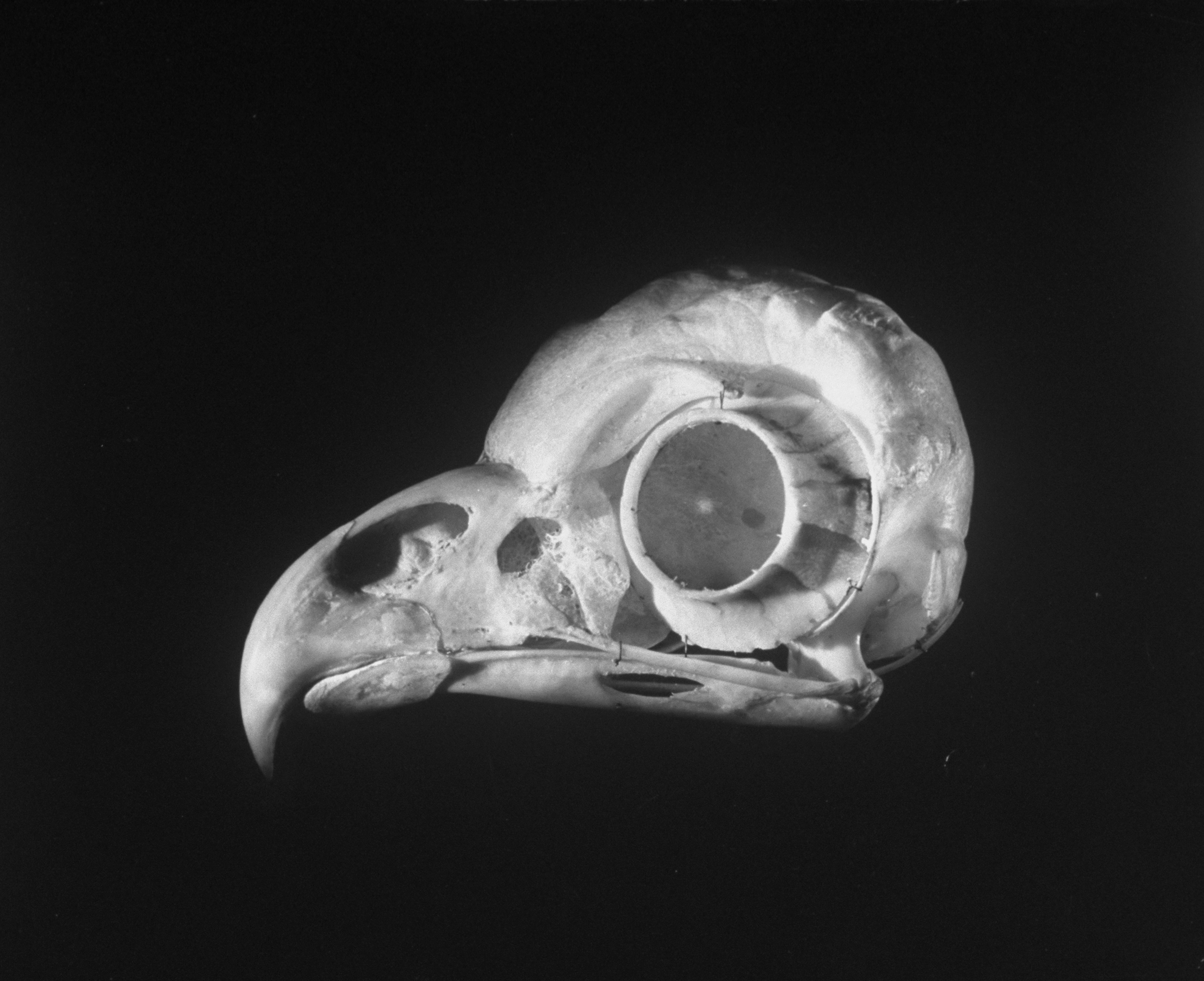 An owl's skull, 1951.