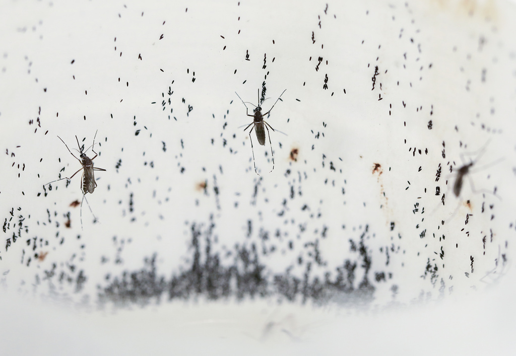 Dengue Fever