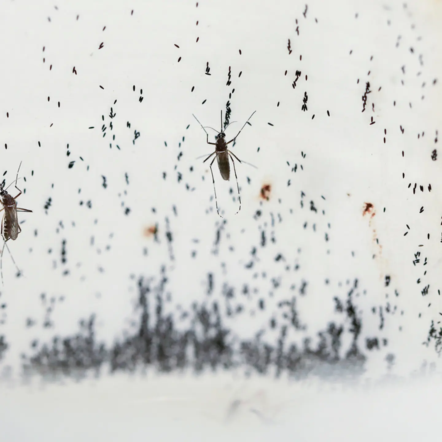 Dengue Fever