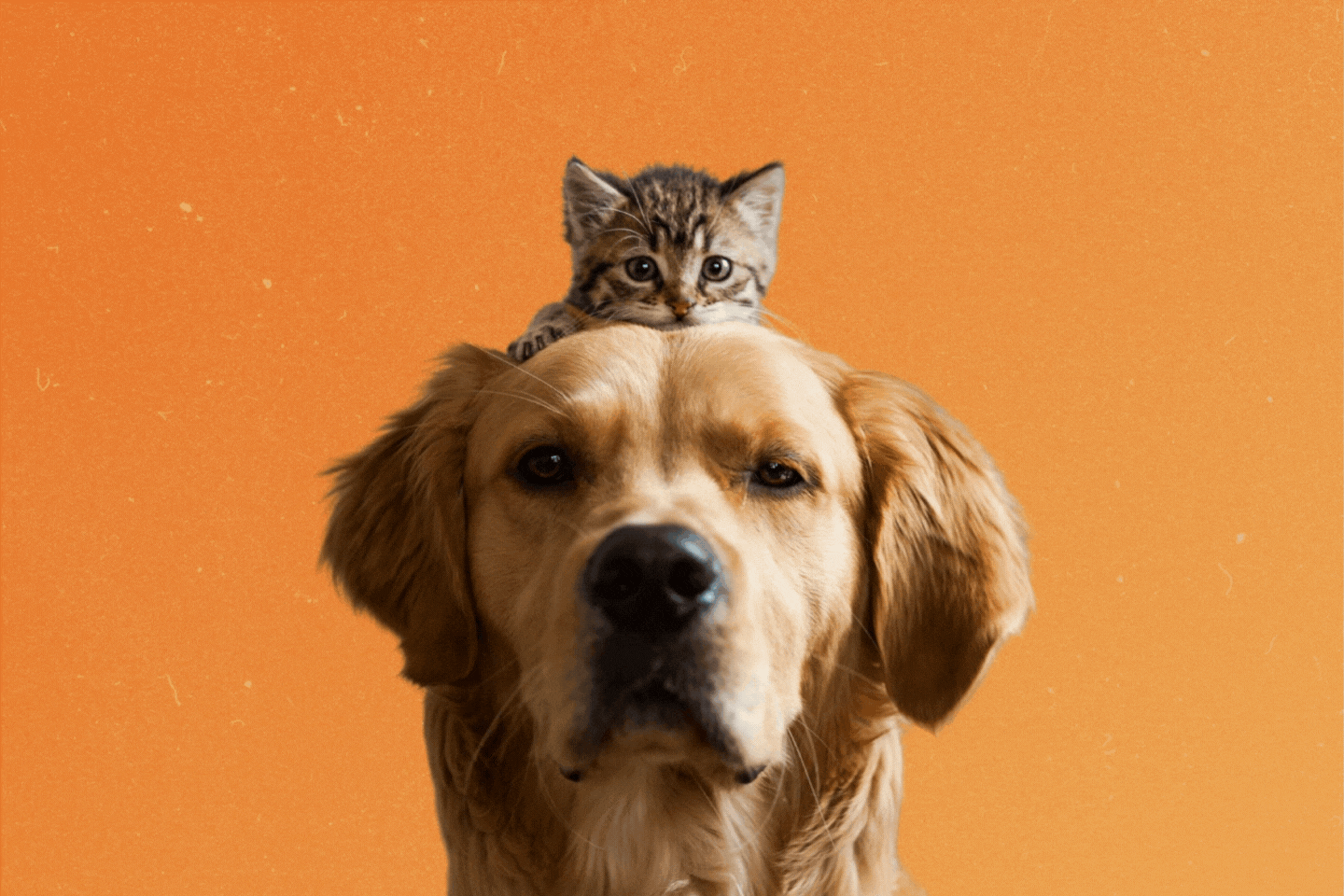 Pets and the eclipse