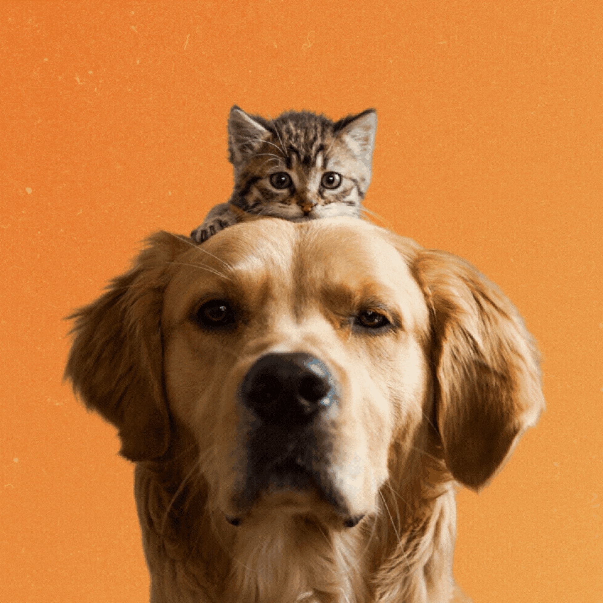 Pets and the eclipse