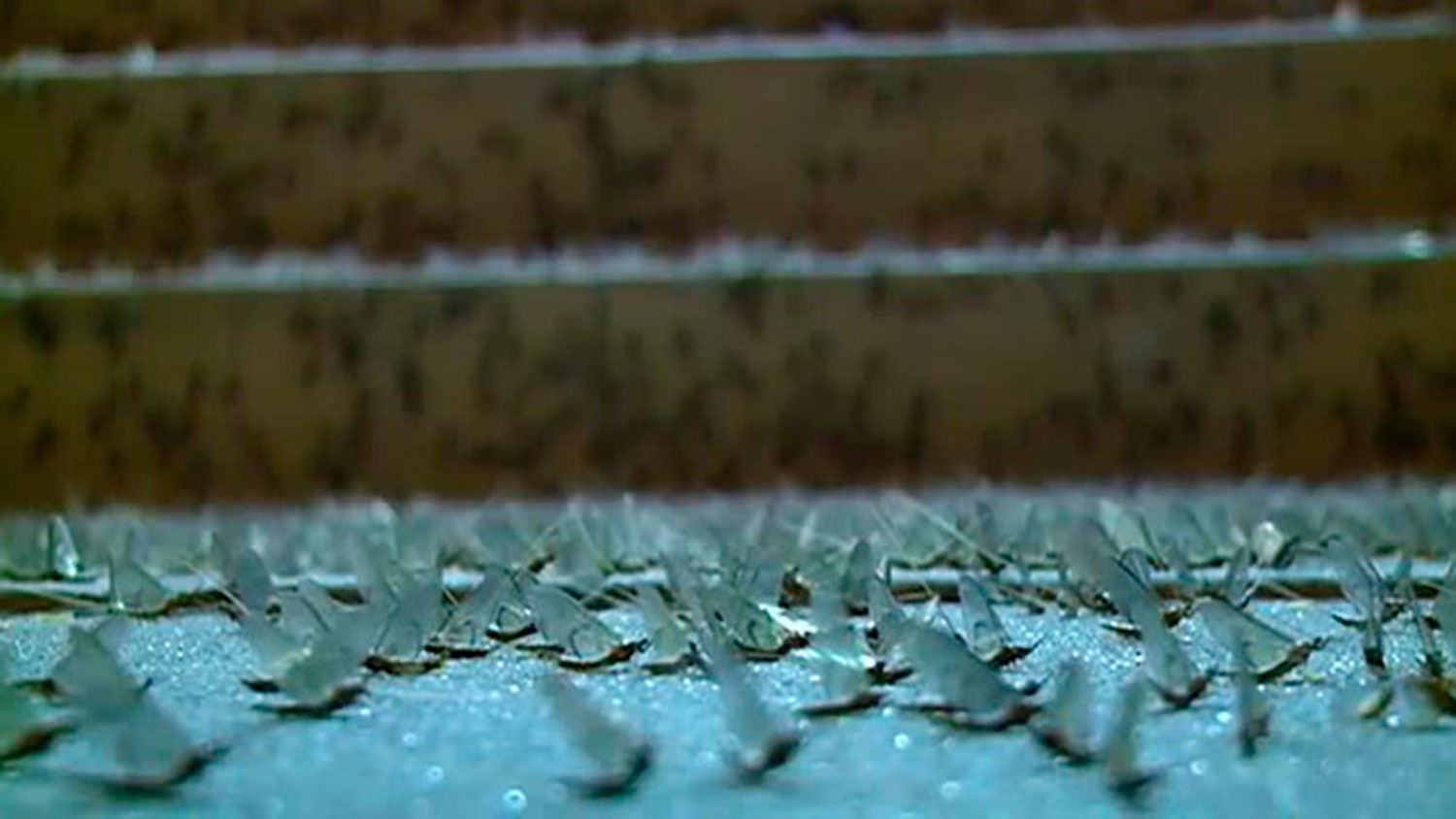 Midwest Suffers Mayfly Swarm in Mississippi, Iowa and Wisconsin