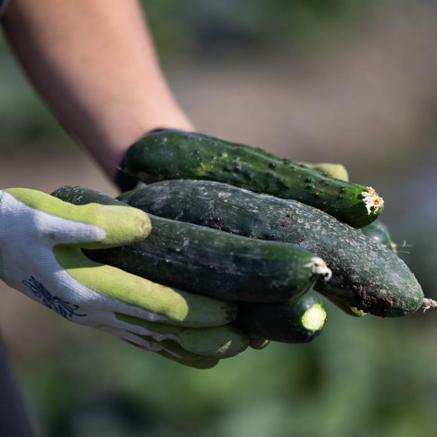 Operations At An Okanagan Valley Fruit Farm