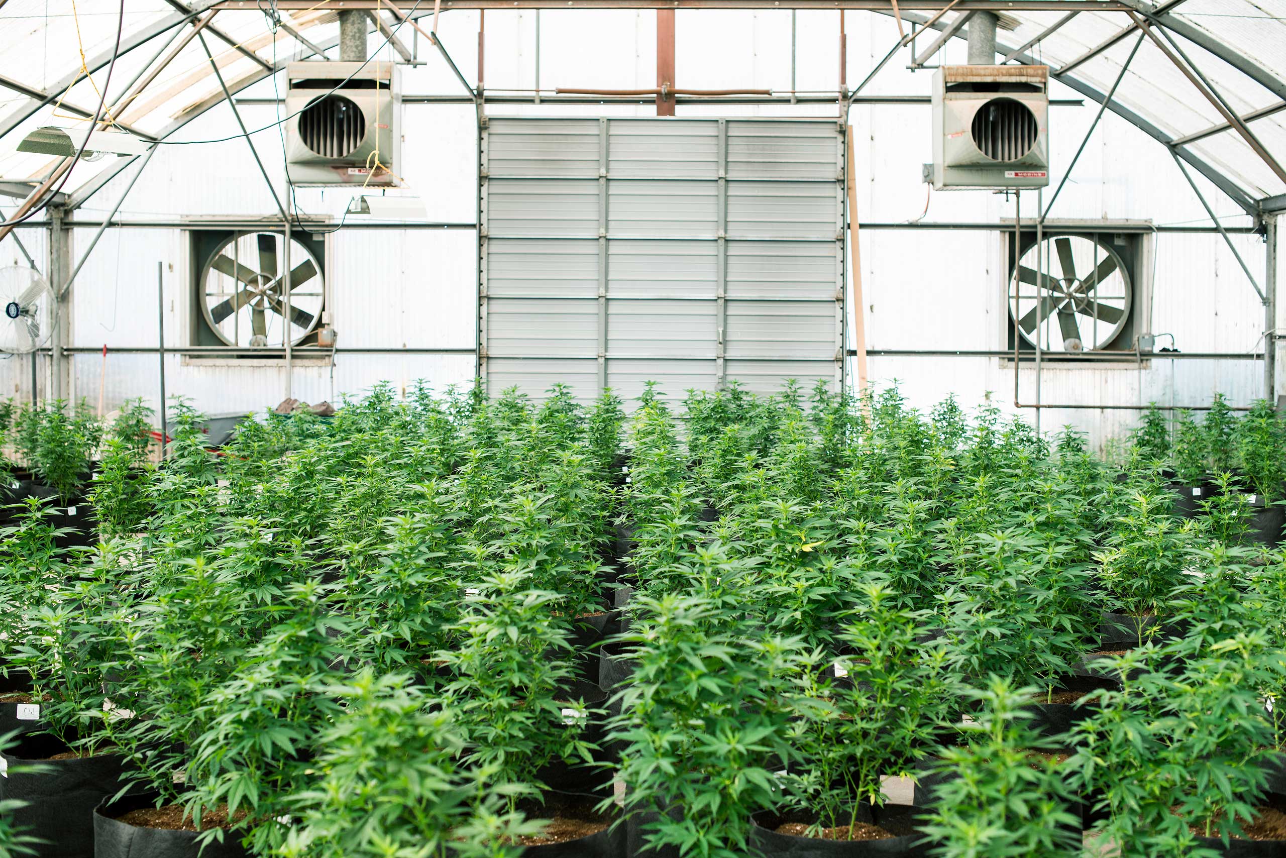 Marijuana Photos: Charlotte's Web Harvest