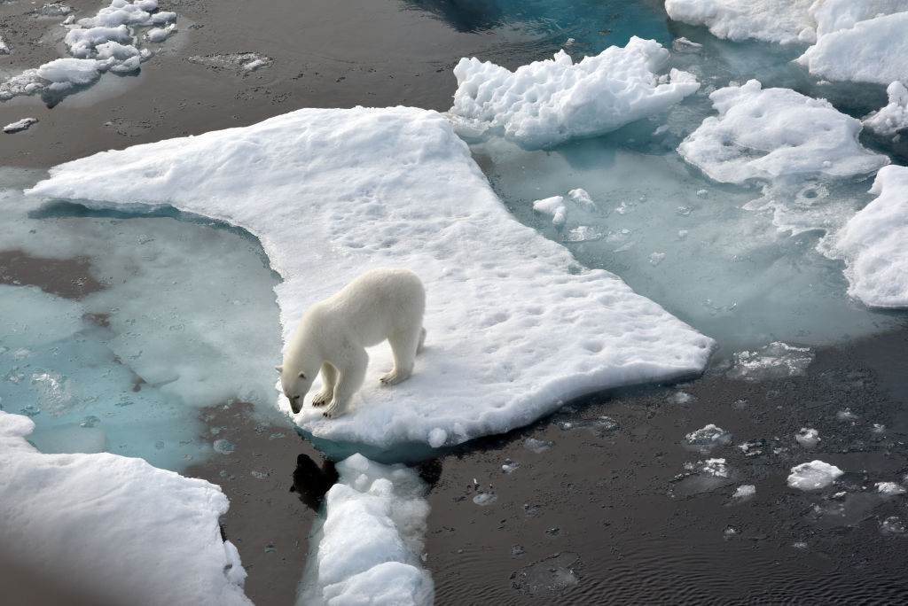 Polar bear in the Arctic Ocean