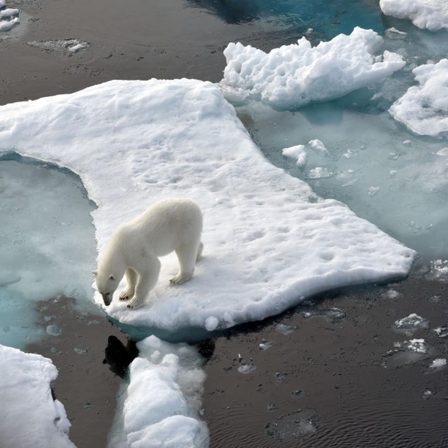 Polar bear in the Arctic Ocean