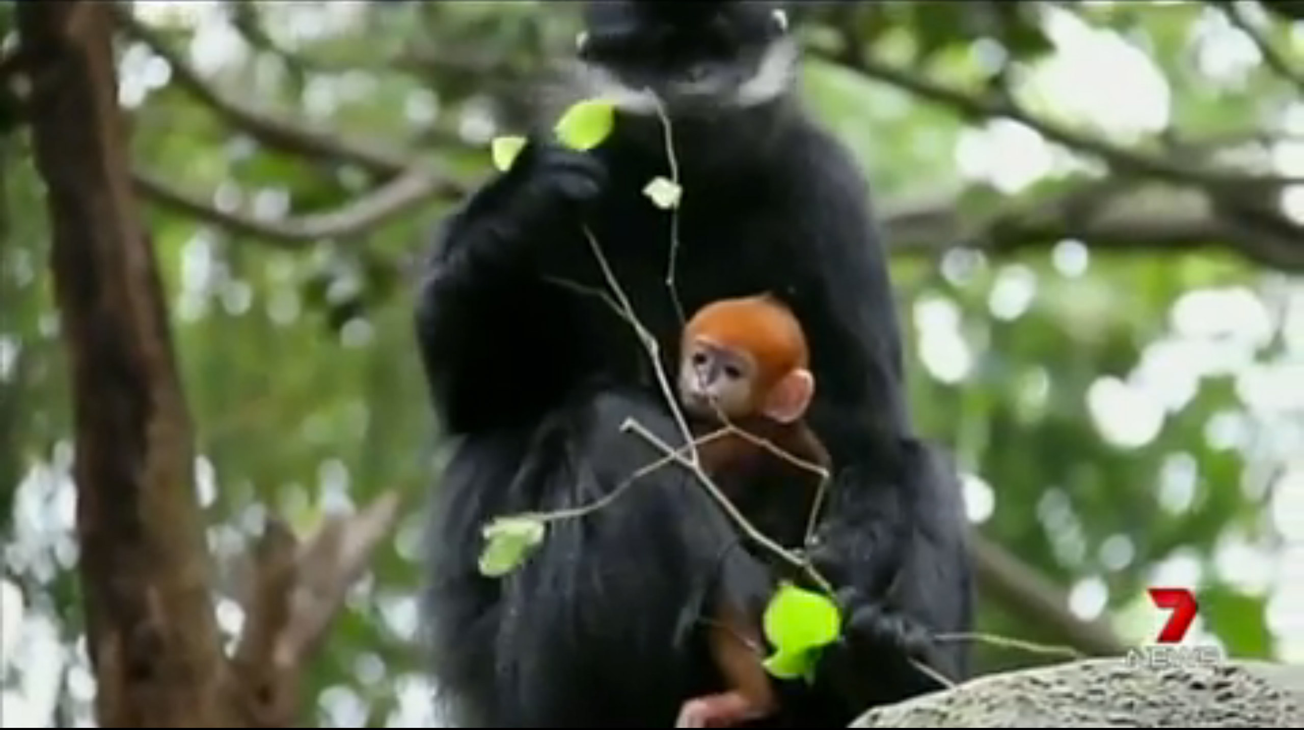 monkey.jpg?branch=production&