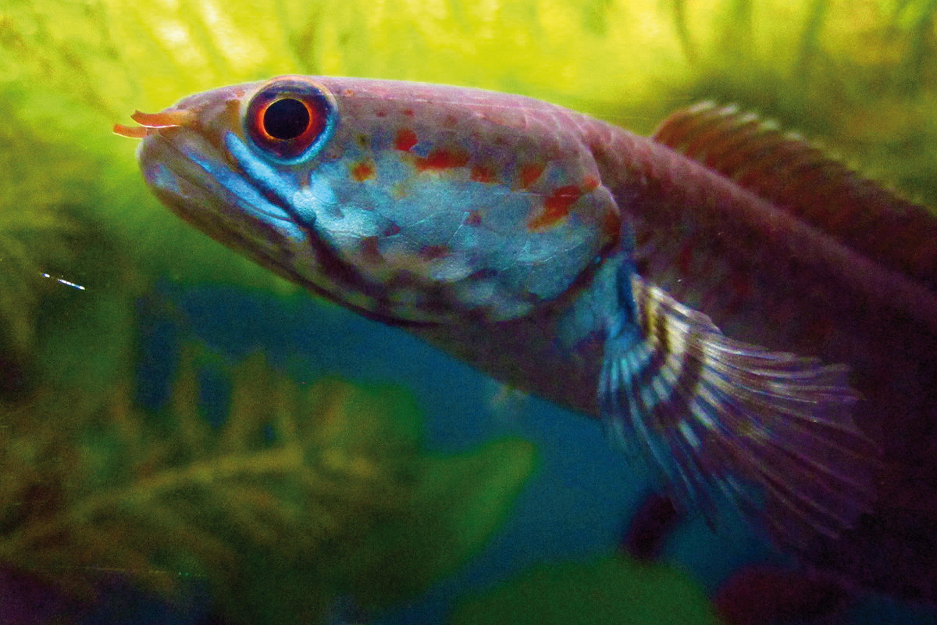 Mini Snake Fish See Some of the Over 200 Newly Discovered Himalayan Animals