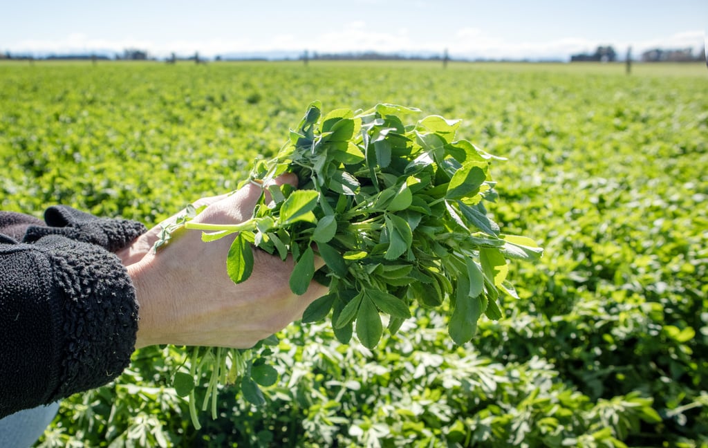 Rubisco Is the Most Abundant Protein on Earth. Here's Everything to Know About It