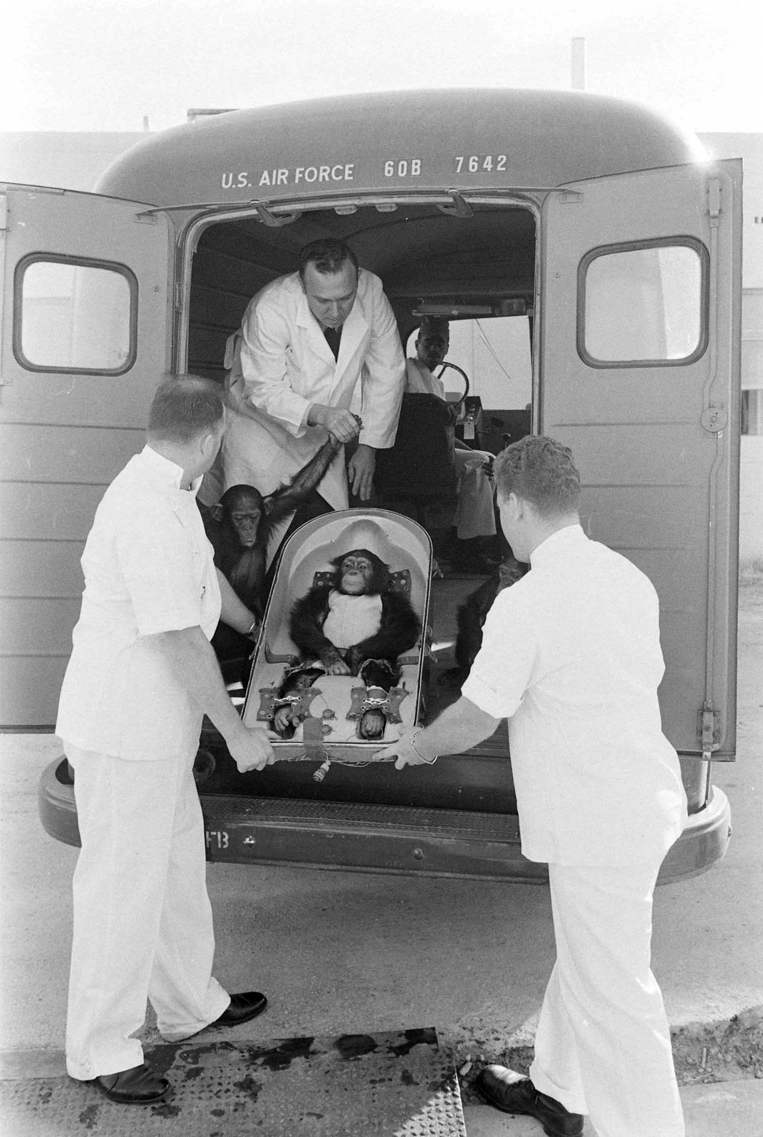 Astrochimps: Photos of Ham, the First Chimpanzee in Space, and Others